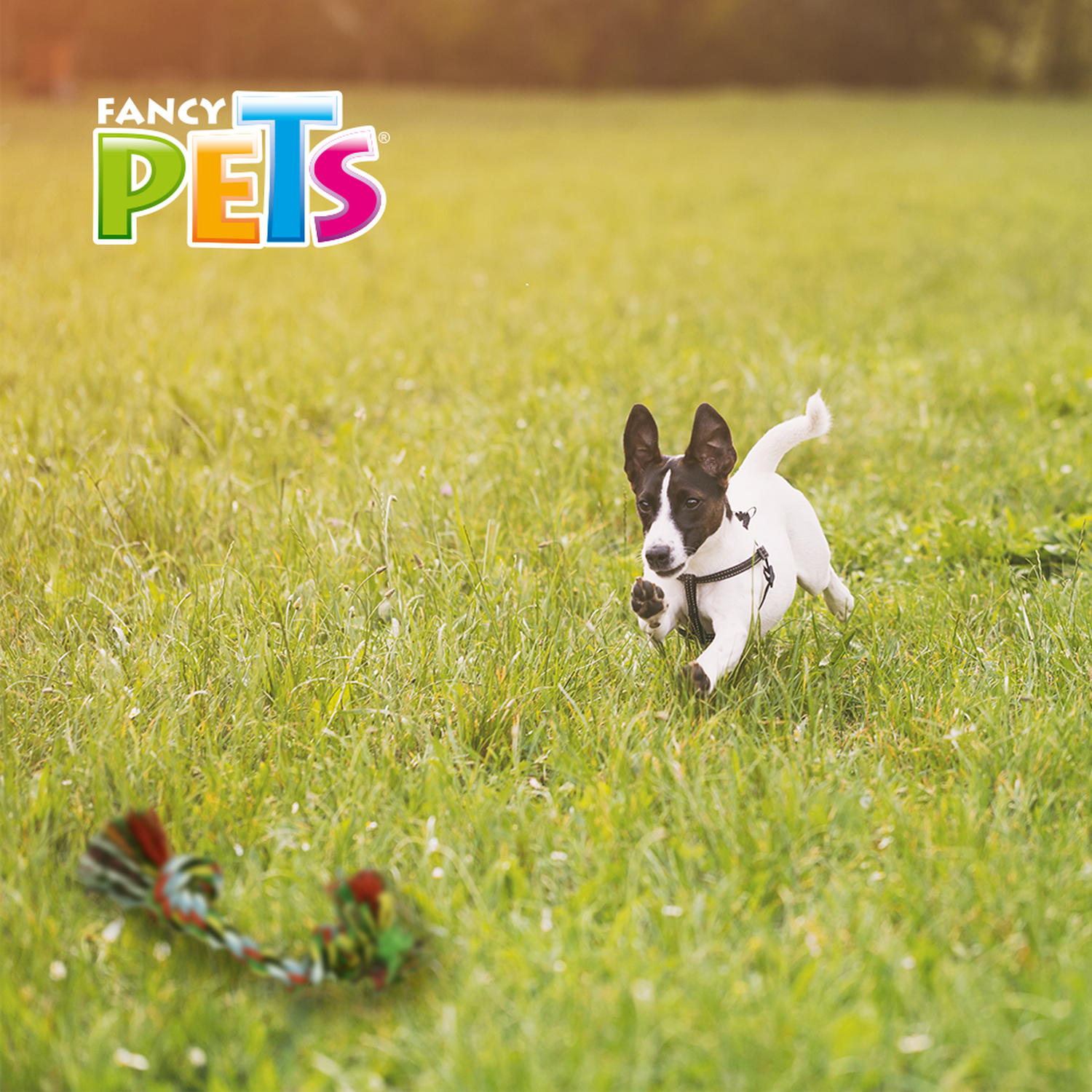 Fancy Pets juguete Hueso De Hilo Multicolor 20Cm Para Perros