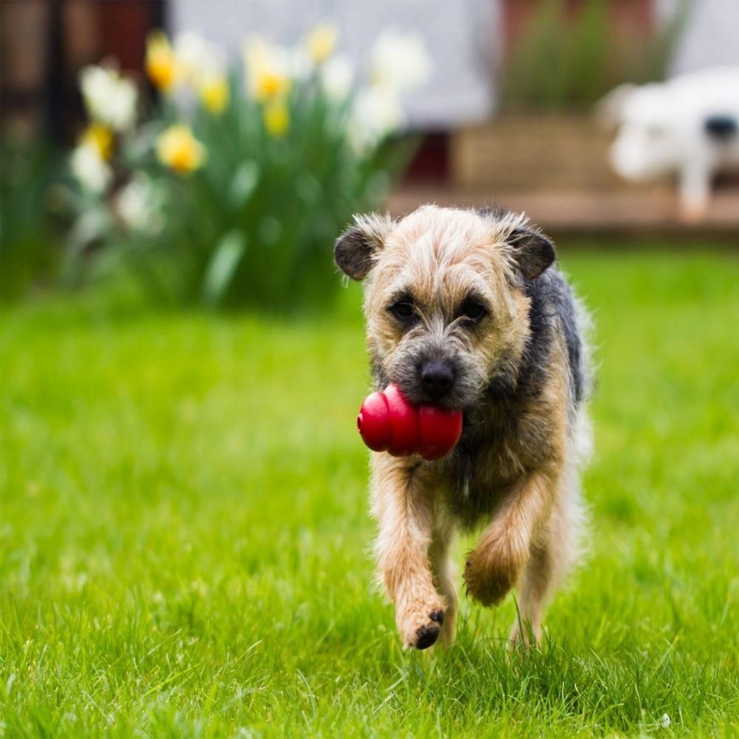 Juguete Para Perros Kong Clásico Mediano
