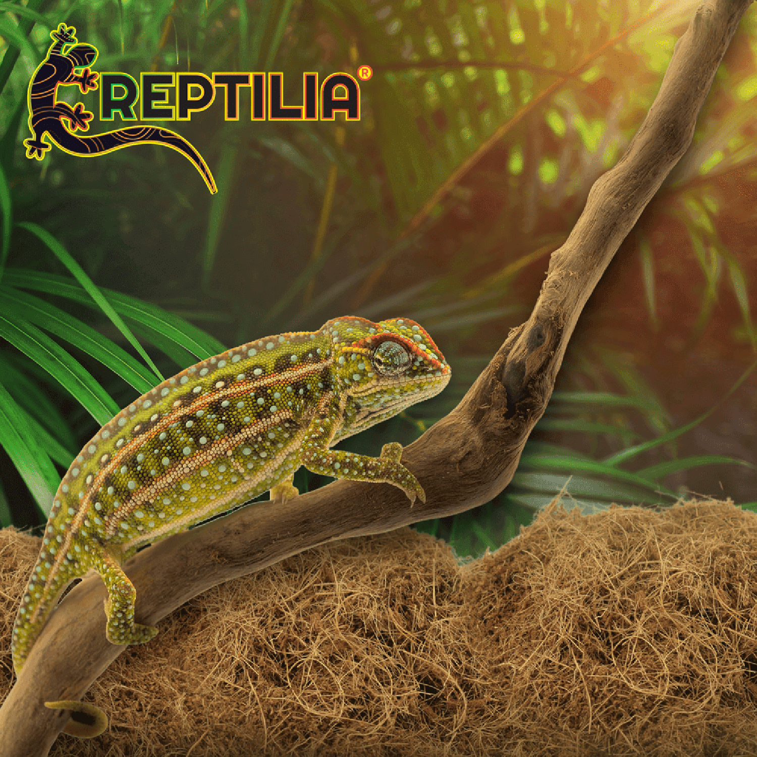 Reptilia Sustrato De Coco Fibra y Polvillo reptiles 8L