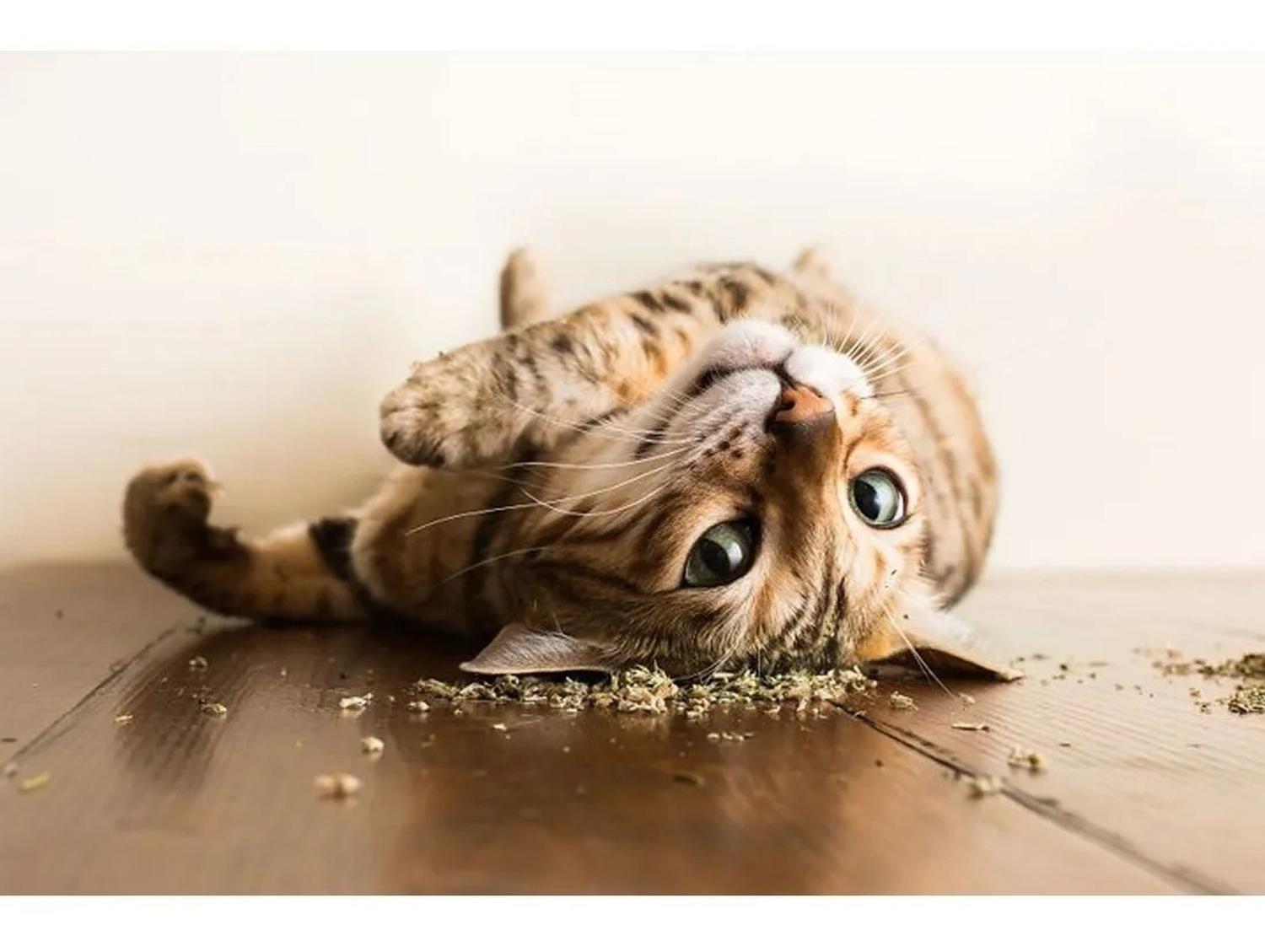 Hartz Atrayante Para Gatos Catnip O Hierba Gatuna 100% pura | G.Valkyria - imagen 4