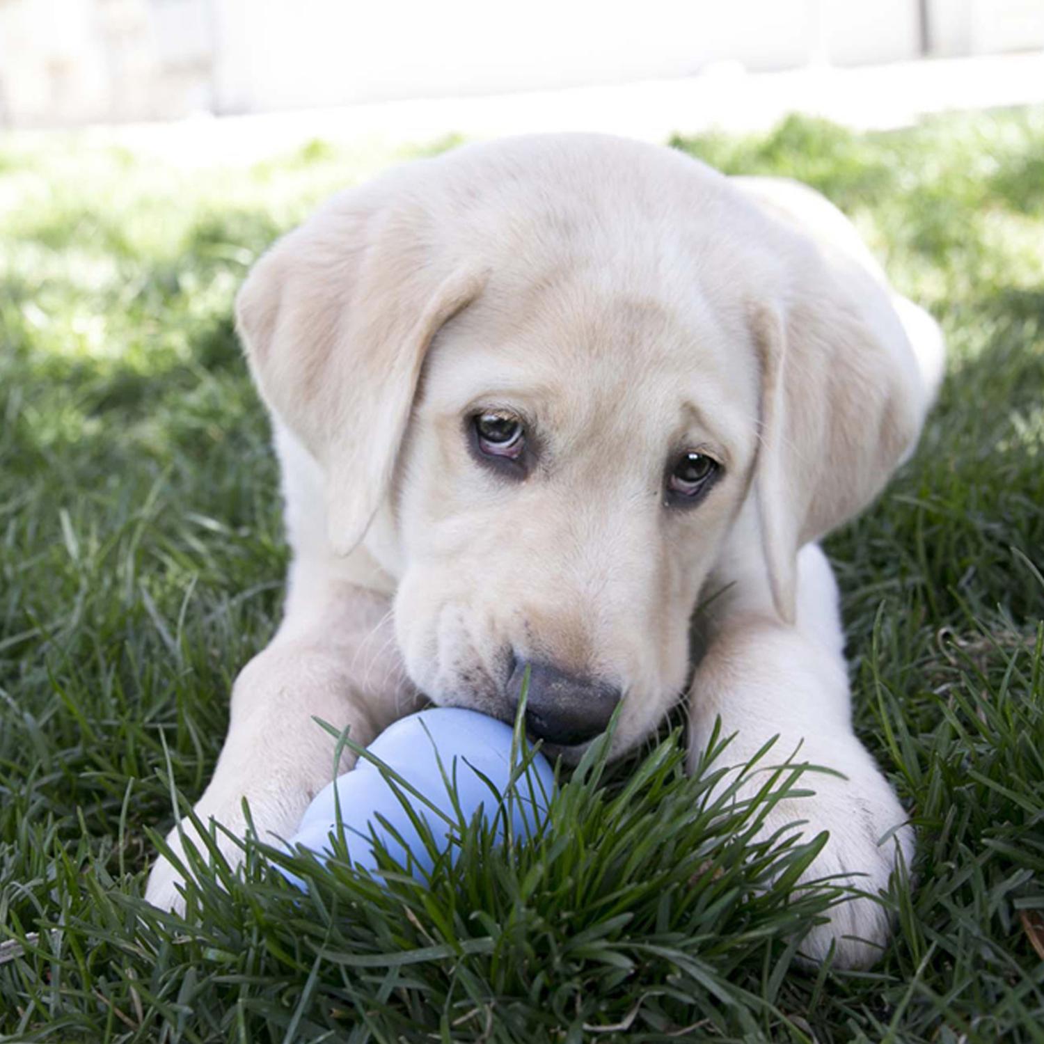 Juguete Kong Puppy Para Cachorros Extra Chico | G.Valkyria - imagen 7