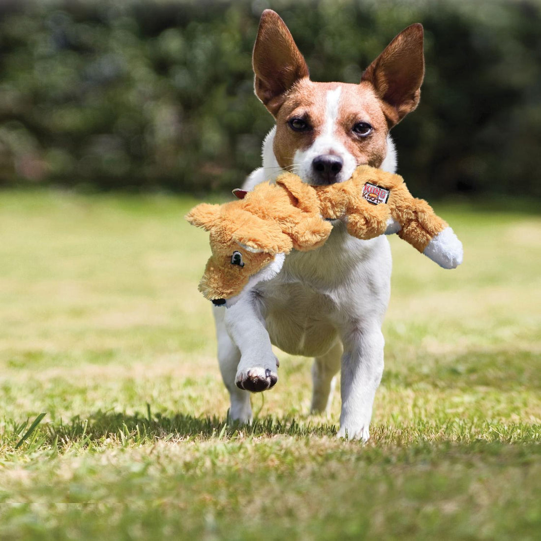 Kong Juguete para perro Ardilla Con Cuerda Interior Chico | G.Valkyria - imagen 1