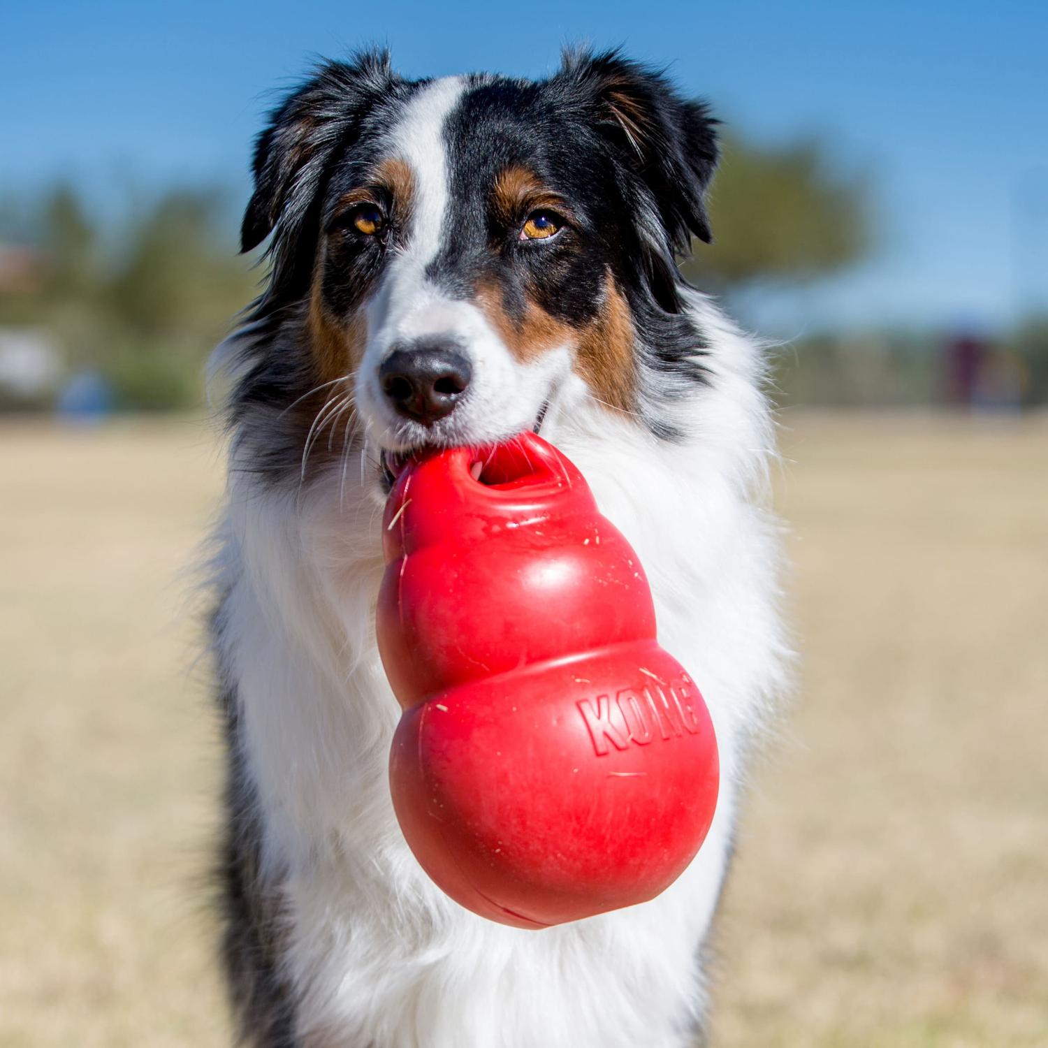 Kong Juguete para perro Bounzer Extra Grande | G.Valkyria - imagen 2