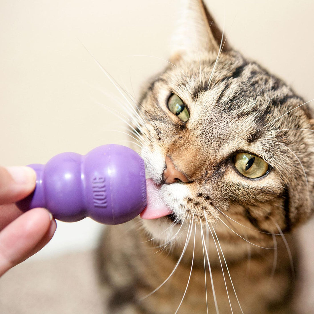 Kong Juguete para perro Kong Gatito rellenable | G.Valkyria - imagen 1