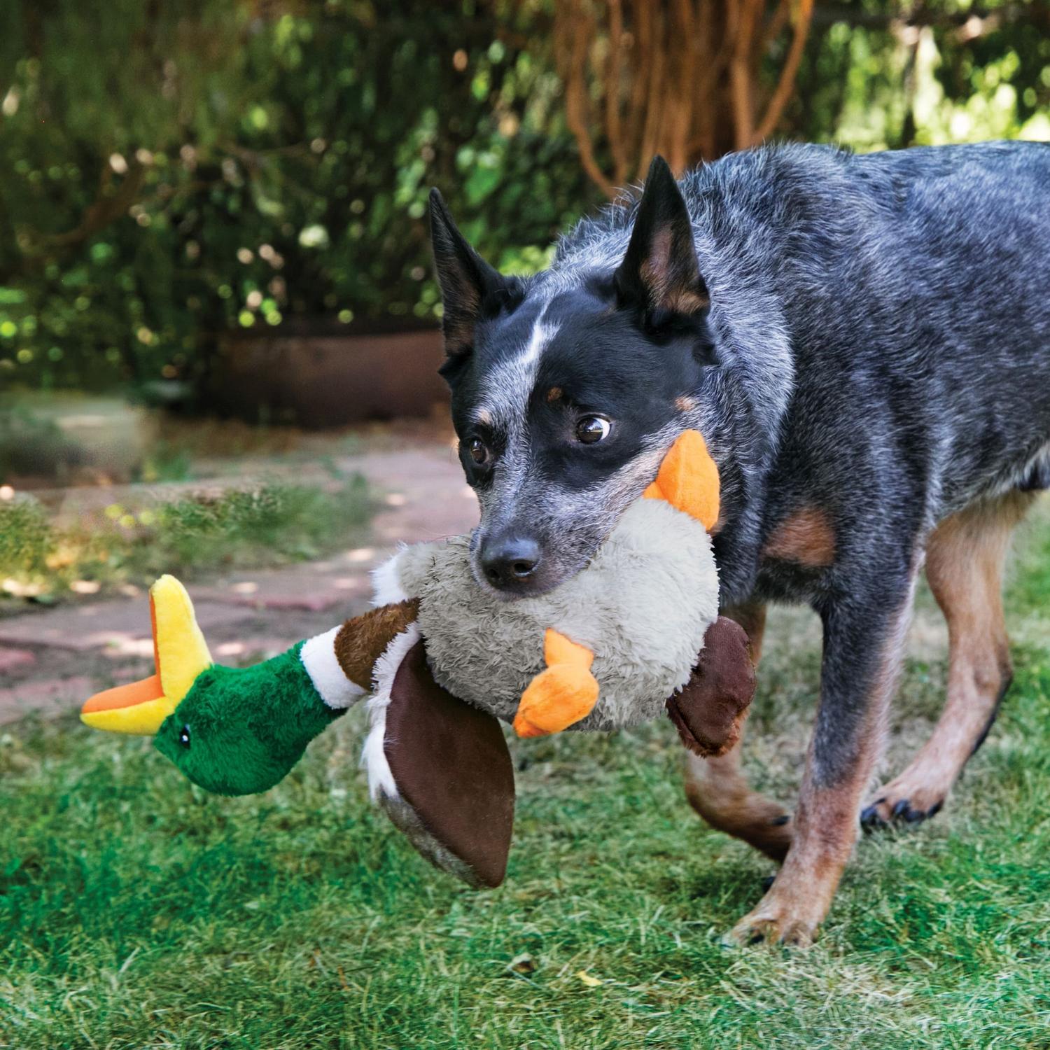 Kong Juguete para perro Pato Sharkers Chico | G.Valkyria - imagen 2