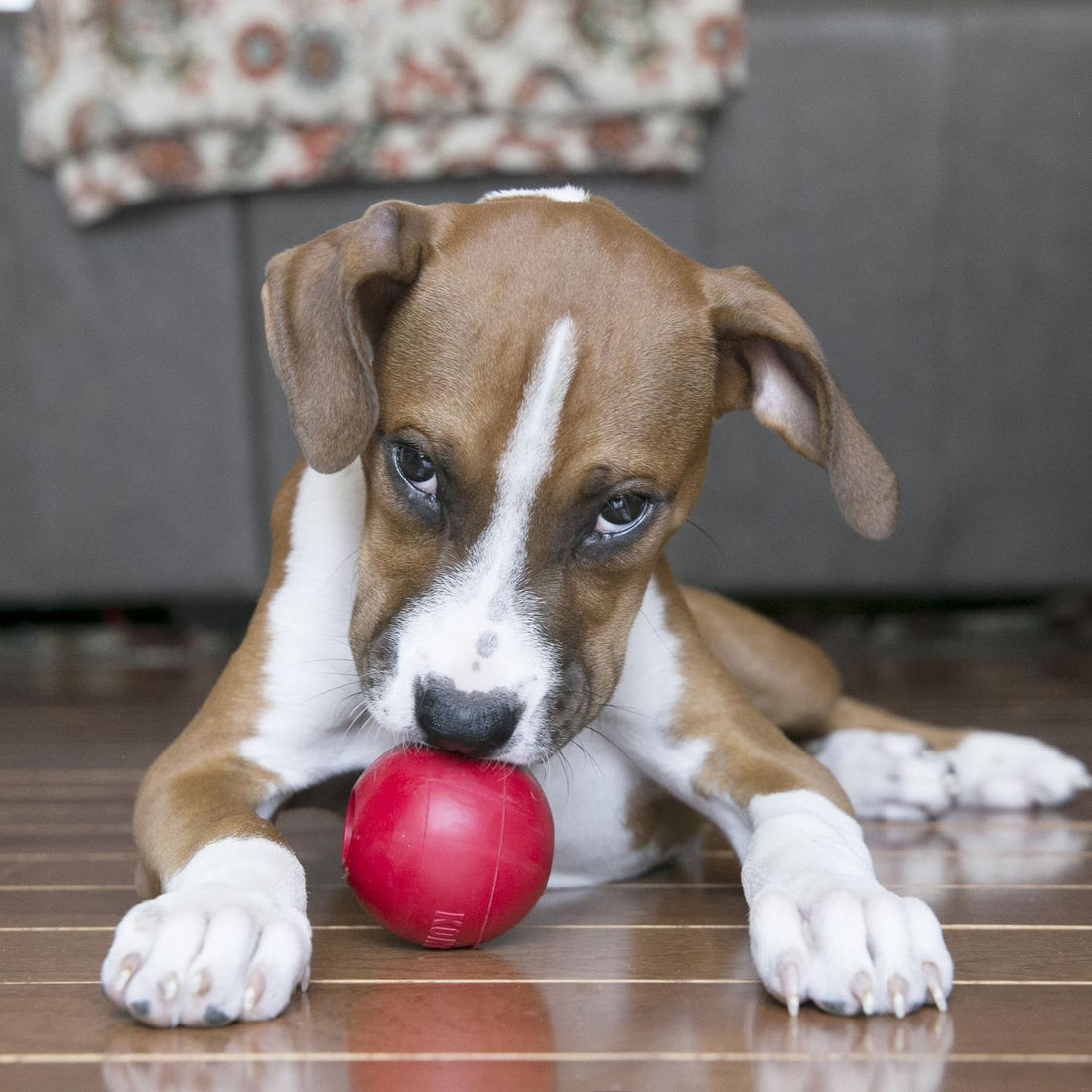 Kong Juguete para perro Pelota Clásica con Agujero ML | G.Valkyria - imagen 1