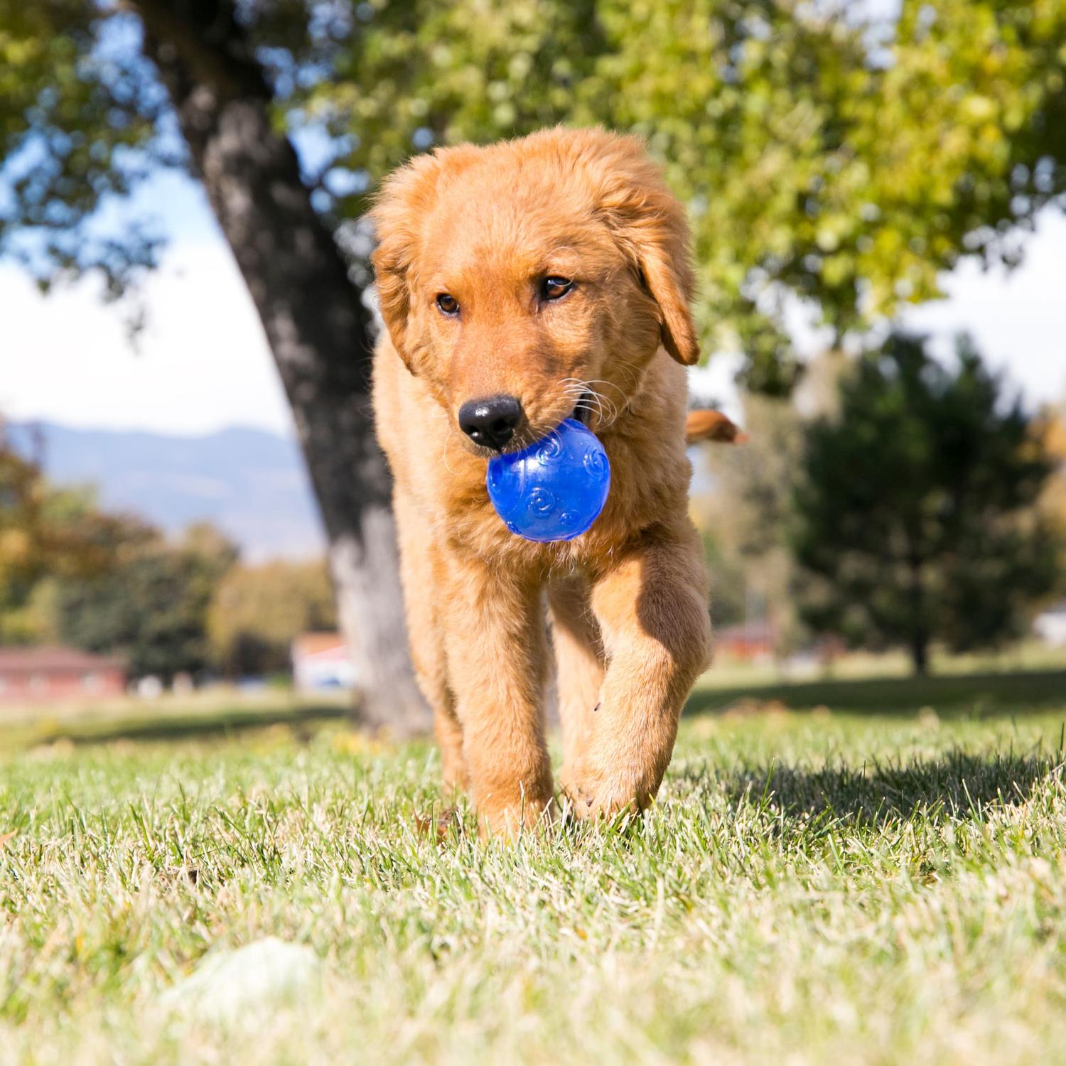 Kong Juguete para perro Pelota Squeezz Crackle Mediana | G.Valkyria - imagen 2