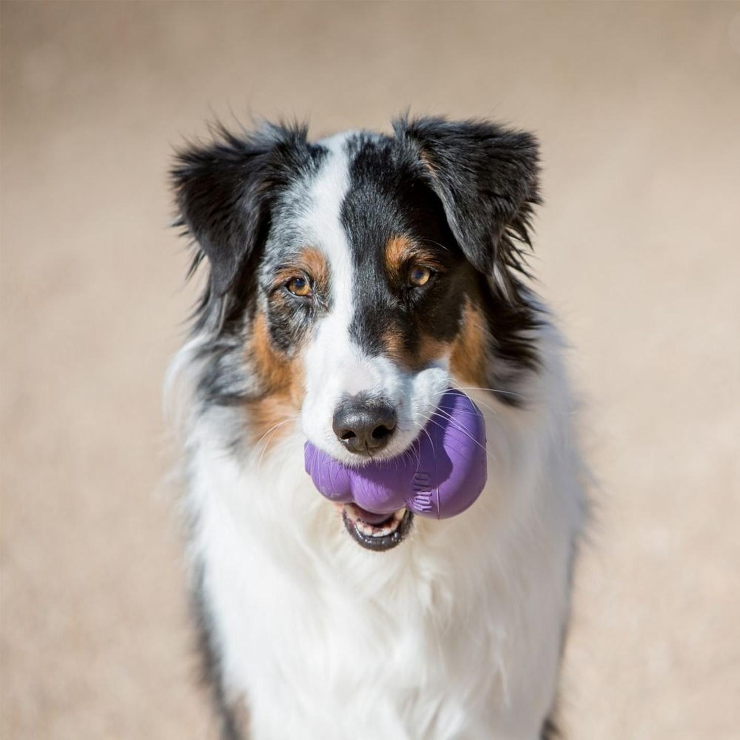 Juguete Para Perros Kong Senior Rellenable Grande | G.Valkyria - imagen 7