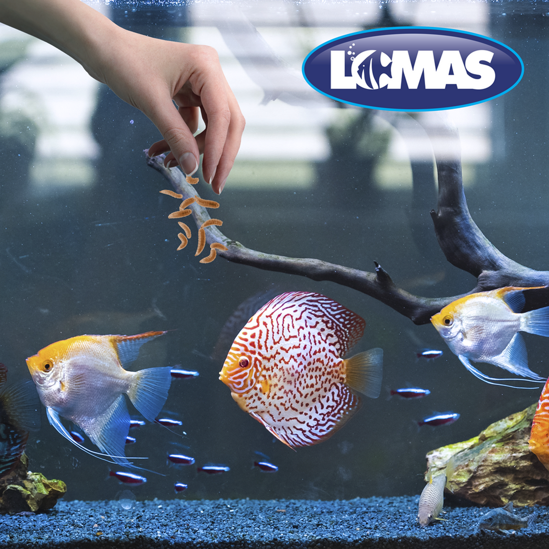 Alimento ciclidos peces larva mosca soldado alta proteína30g de Lomas | G.Valkyria - imagen 1