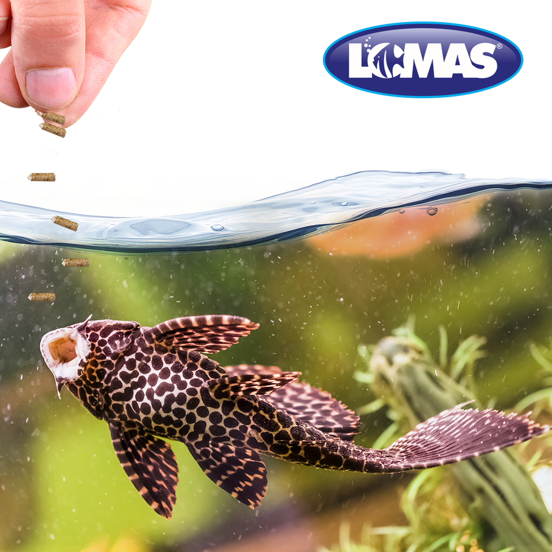 Alimento Peces De Fondo plestocomus corydora 70g Algae Disc de Lomas | G.Valkyria - imagen 1
