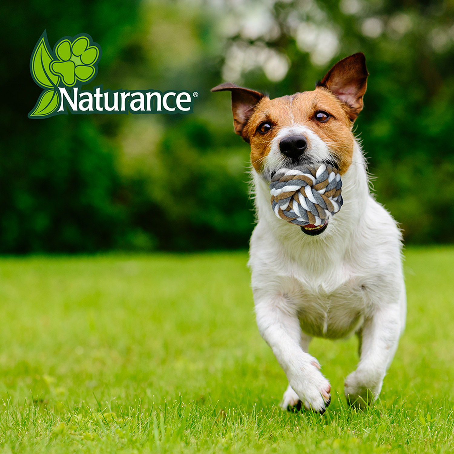 Juguete Bola De Cuerda Med 9 Cm Para Perro de Naturance | G.Valkyria - imagen 3