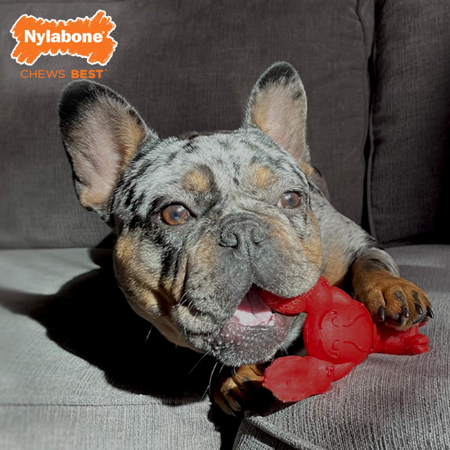 Juguete Nylabone perro Power Chew Langosta Filete Mignon 11kg | G.Valkyria - imagen 5