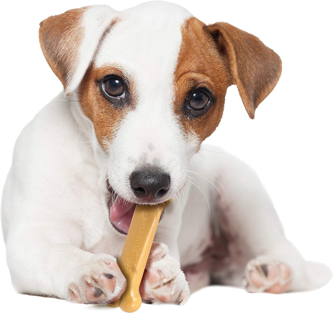 Juguete Nylabone perro Power Dura Chew Mantequilla Maní 11kg | G.Valkyria - imagen 1