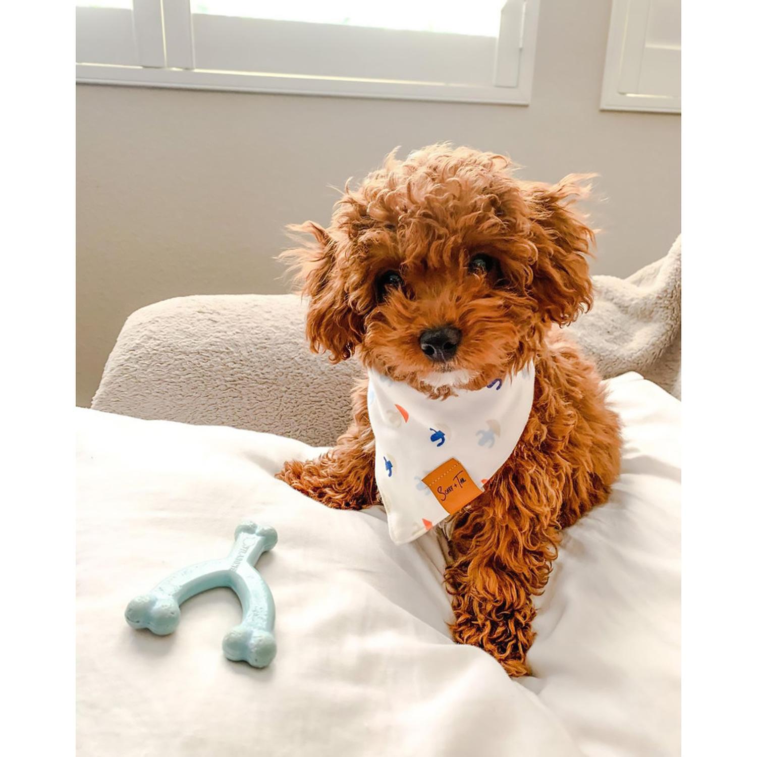 Nylabone juguete para cachorro Hueso Whishbone Chew Pollo | G.Valkyria - imagen 6