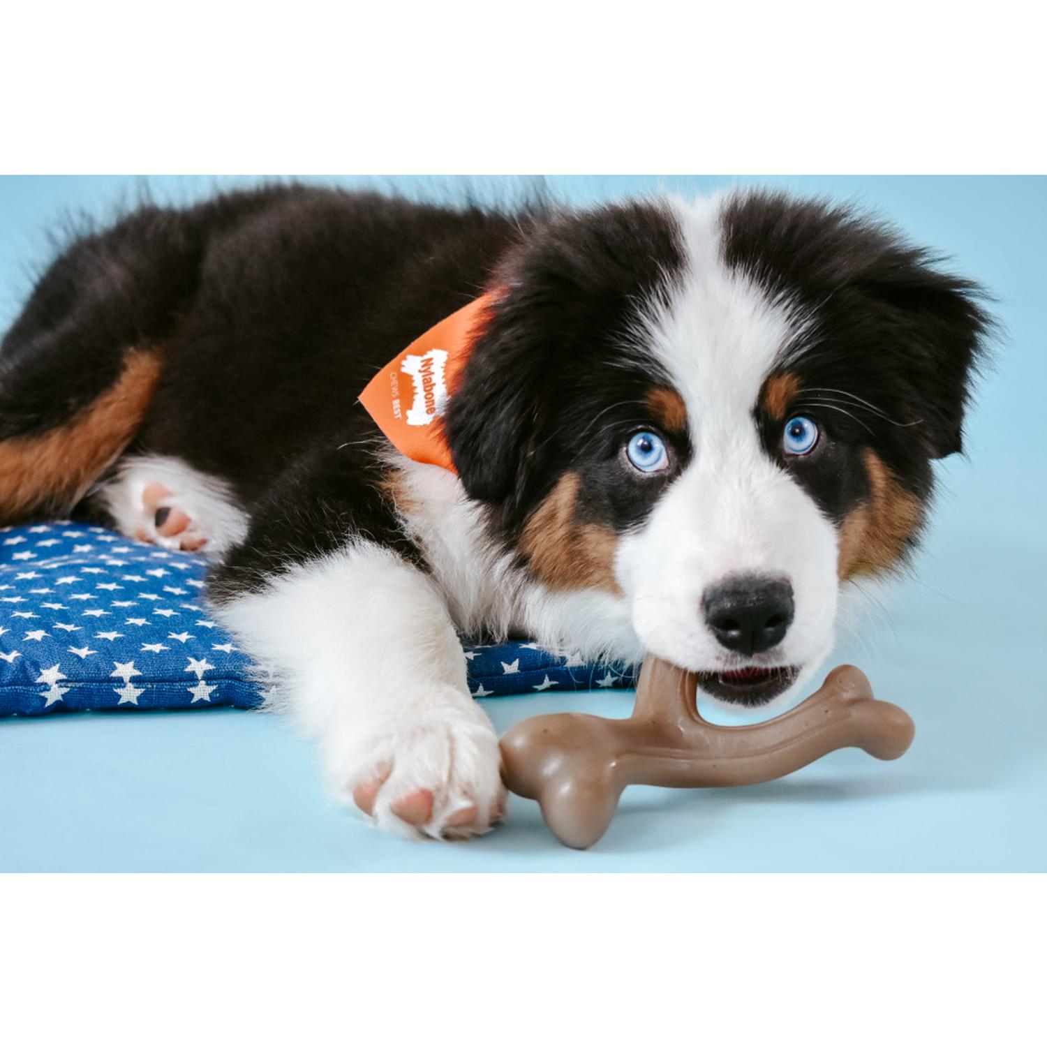 Nylabone juguete para cachorro Wishbone Gourmet Maní chico | G.Valkyria - imagen 2
