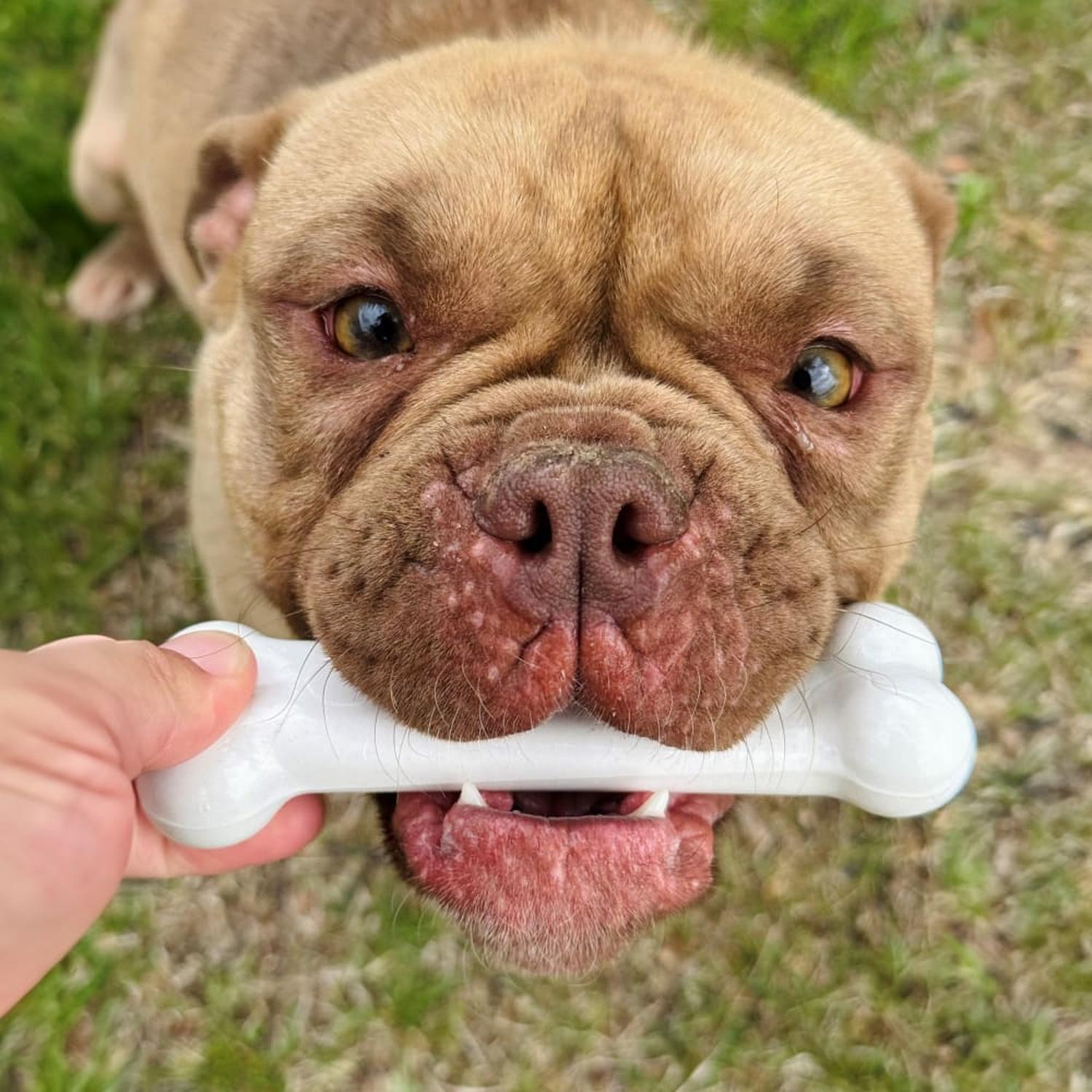 Nylabone juguete para perro Dura Chew Pollo chico | G.Valkyria - imagen 7