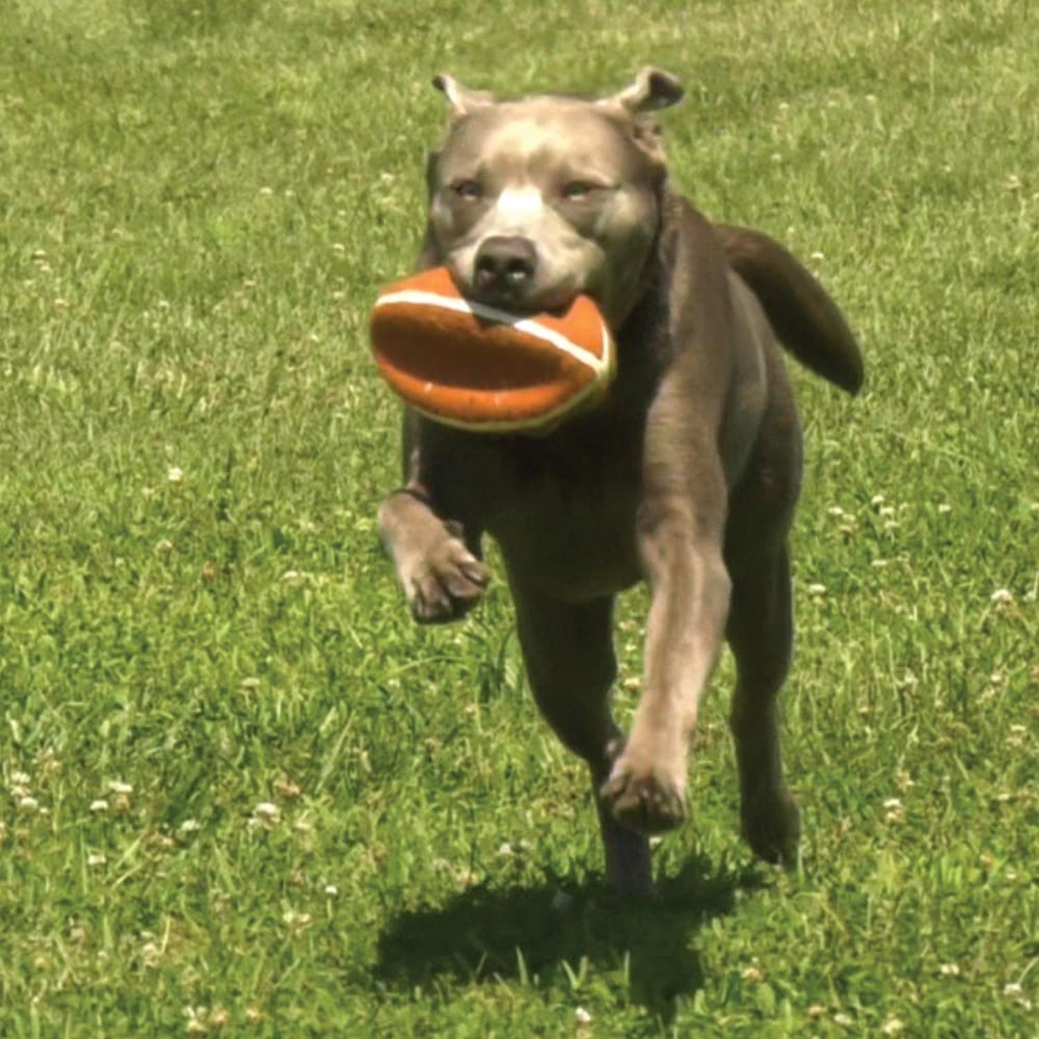 Nylabone juguete para perro Power Play Football | G.Valkyria - imagen 4