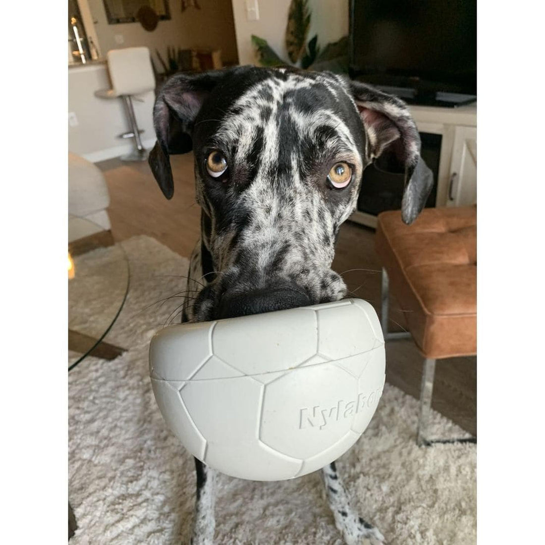 Nylabone juguete para perro Power Play Soccer Ball | G.Valkyria - imagen 1