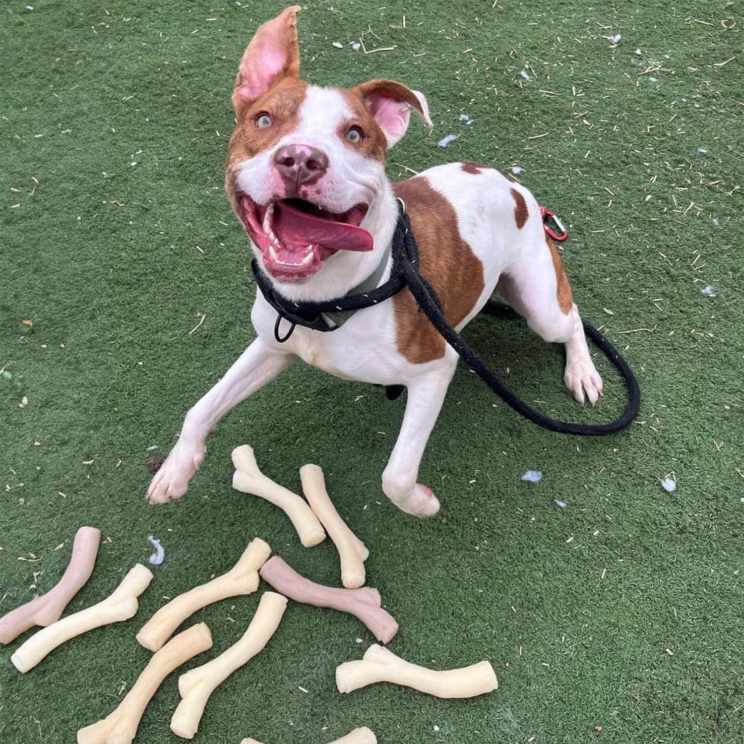 Nylabone juguete para perro Rama Gourmet Maní mediano | G.Valkyria - imagen 3