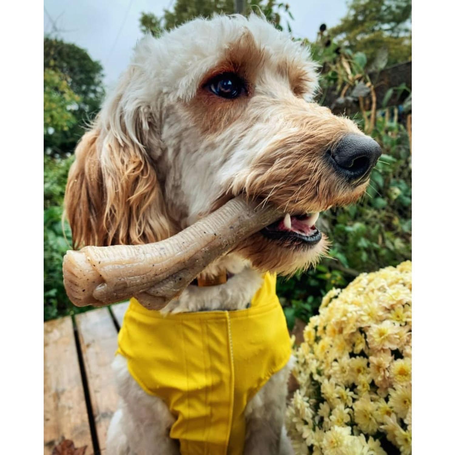 Nylabone juguete para perro Rama Gourmet Maní mediano | G.Valkyria - imagen 5