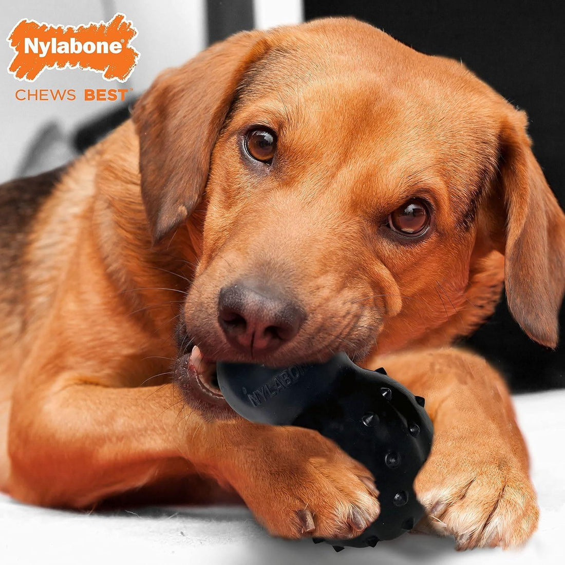 Nylabone juguete para perro Strong Max Chew Cono tocino | G.Valkyria - imagen 1