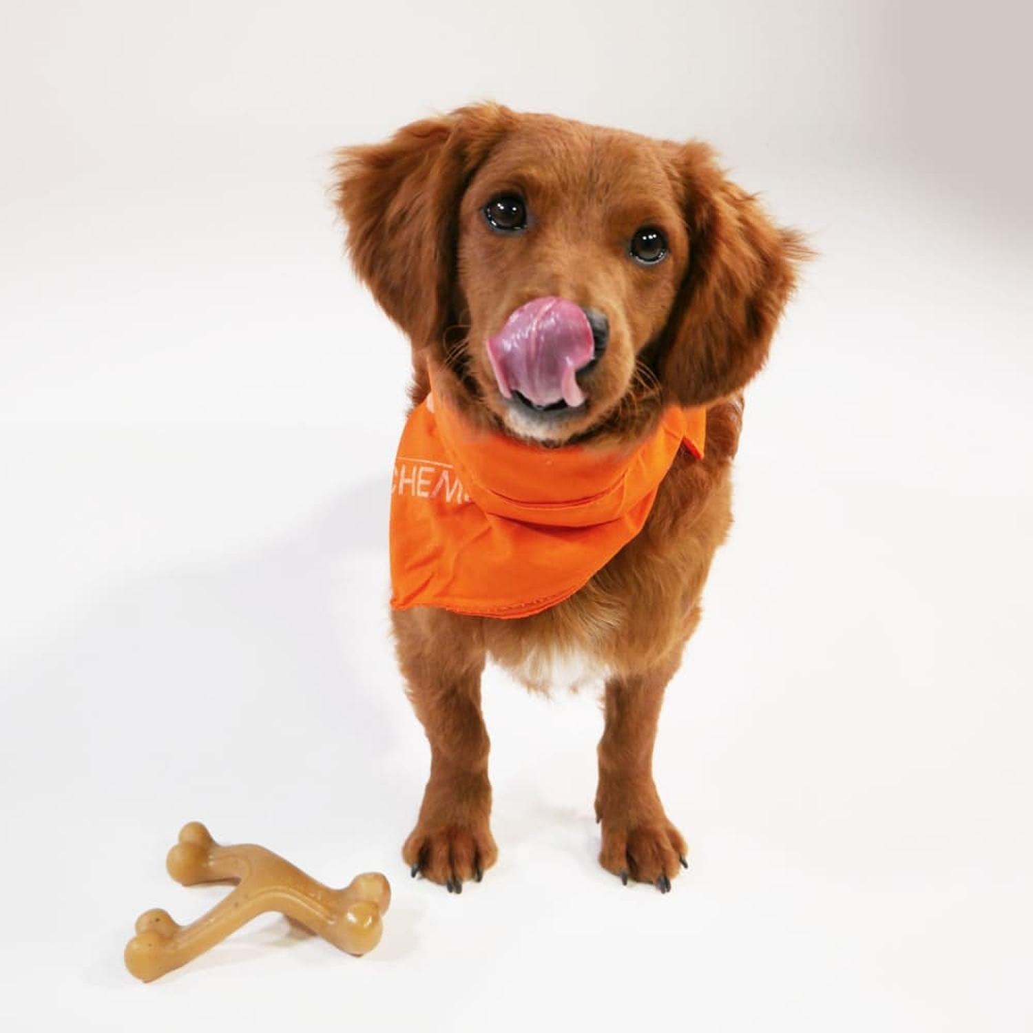 Nylabone juguete para perro Wishbone Gourmet Tocino chico | G.Valkyria - imagen 6