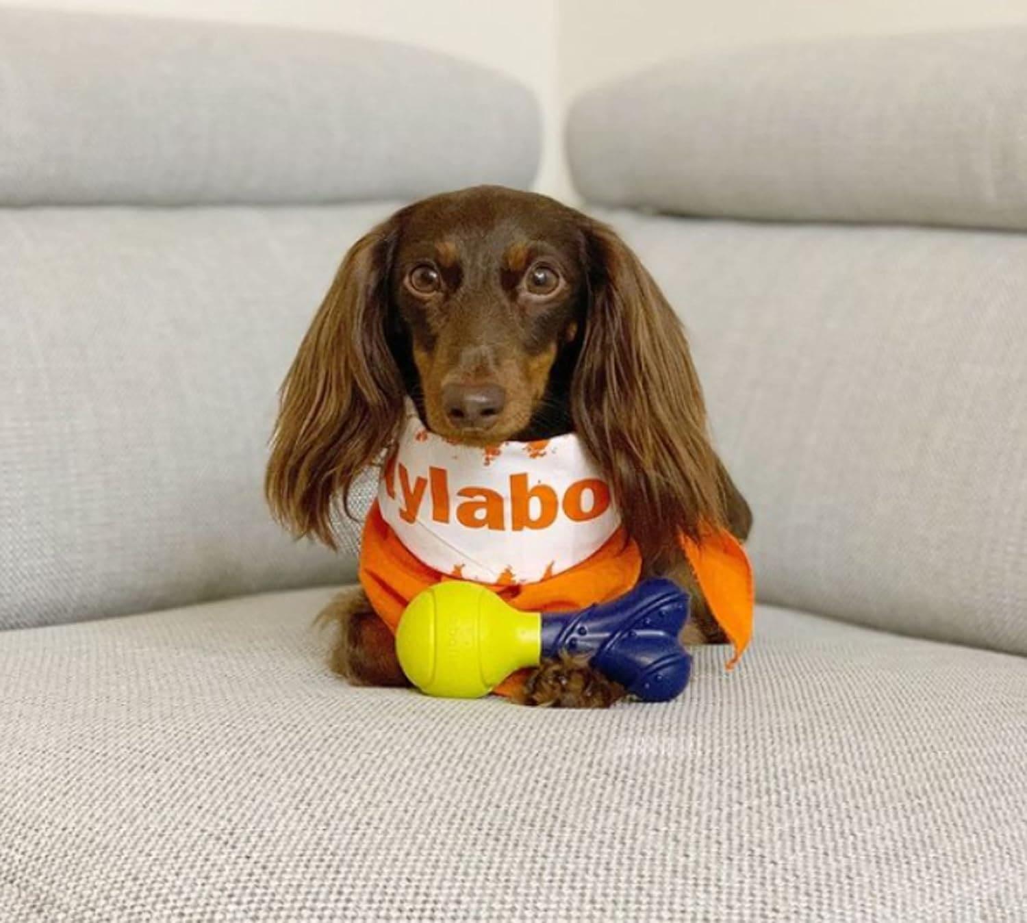 Nylabone juguete perro Interactivo Power Play Fetch-A-Bounce | G.Valkyria - imagen 2