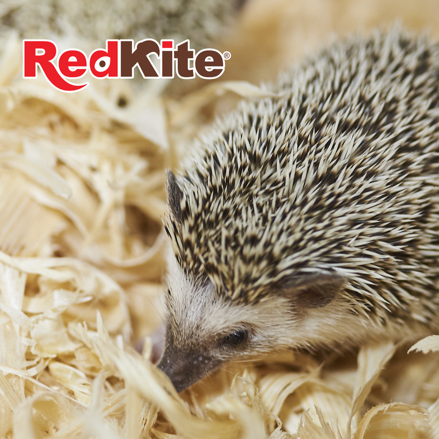 Fancy Pets Sustrato cama madera fina erizo conejo hamster 8lt de Red Kite | G.Valkyria - imagen 4