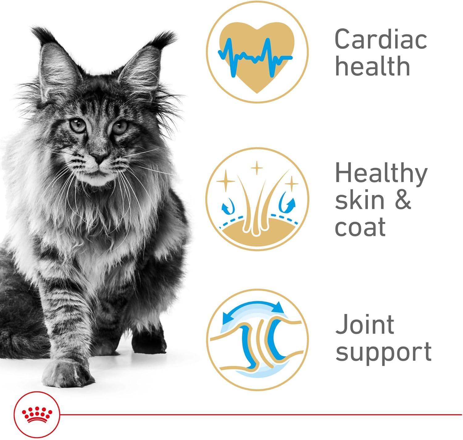Royal Canin Alimento Breed Health para Gato Maine Coon 2.73kg | G.Valkyria - imagen 2