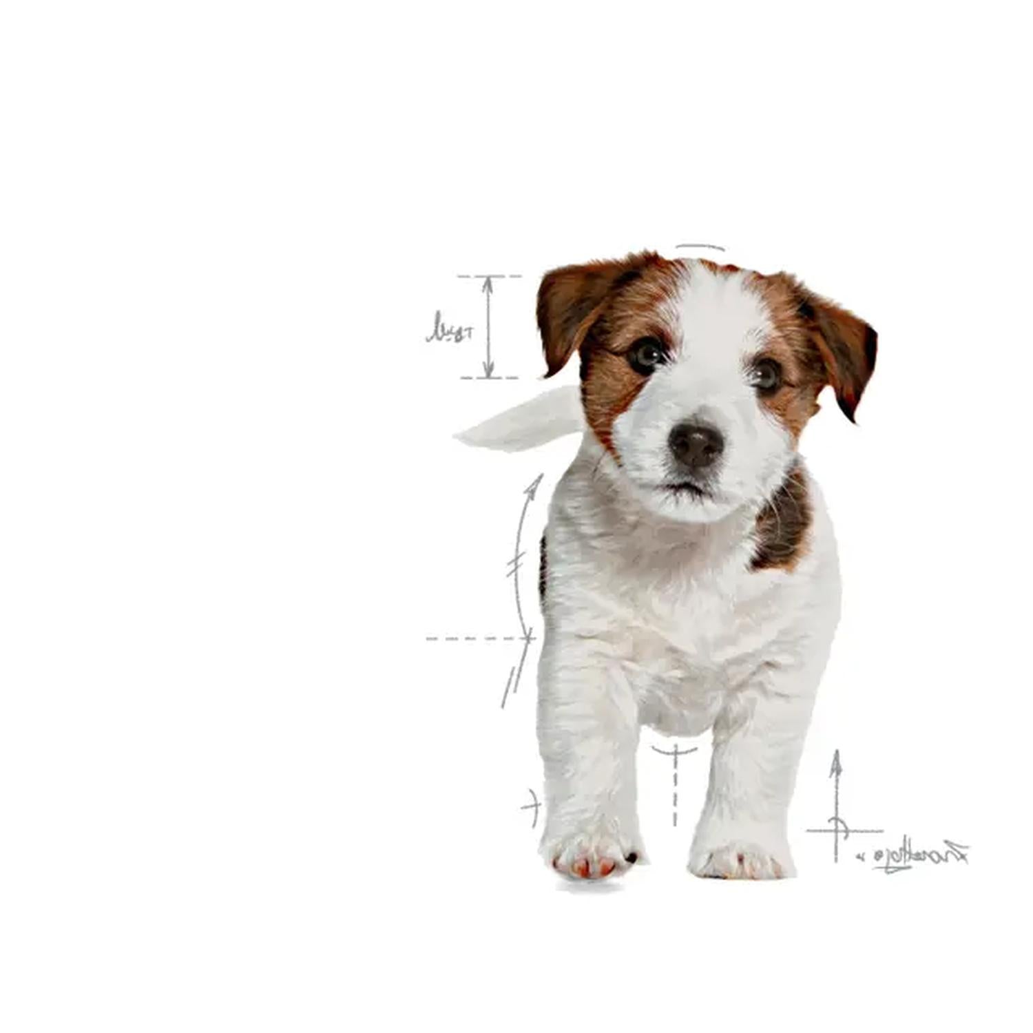 Royal Canin Alimento Seco Small Puppy Cachorro 1.14kg | G.Valkyria - imagen 4