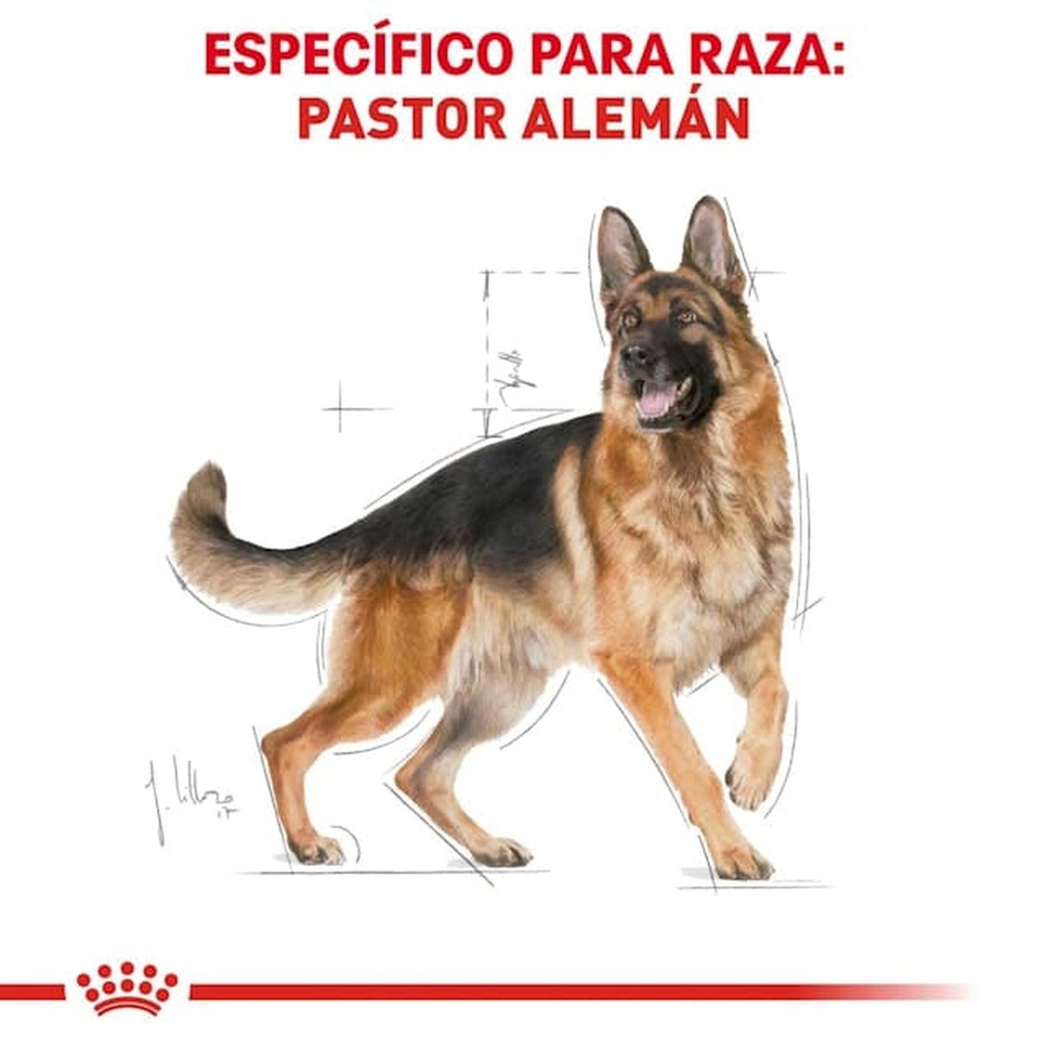 Royal Canin Breed alimento perro German Shepherd Adult 13.61kg | G.Valkyria - imagen 2