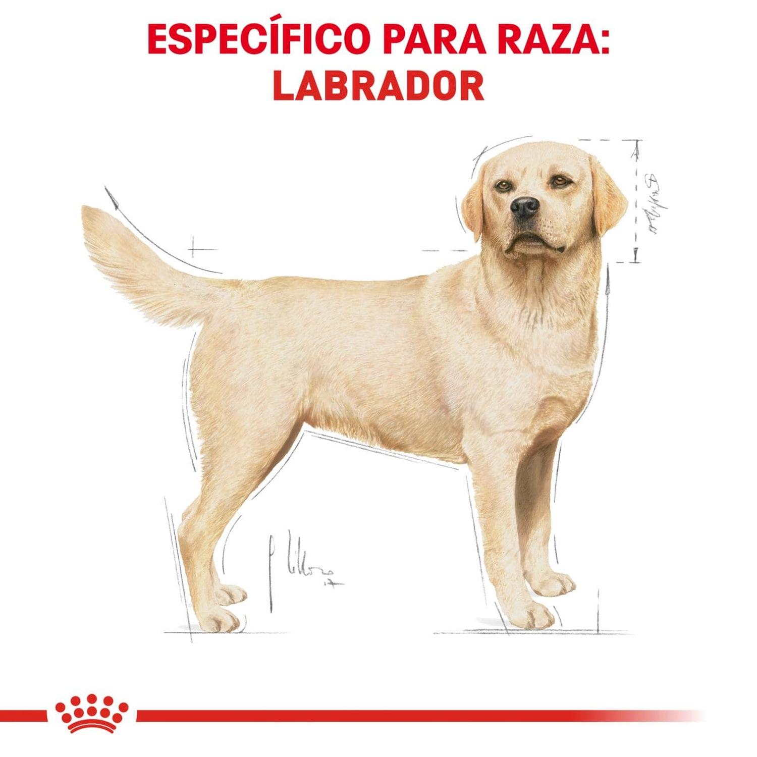 Royal Canin Breed alimento perro Labrador Retriever Adult 13.61kg | G.Valkyria - imagen 2