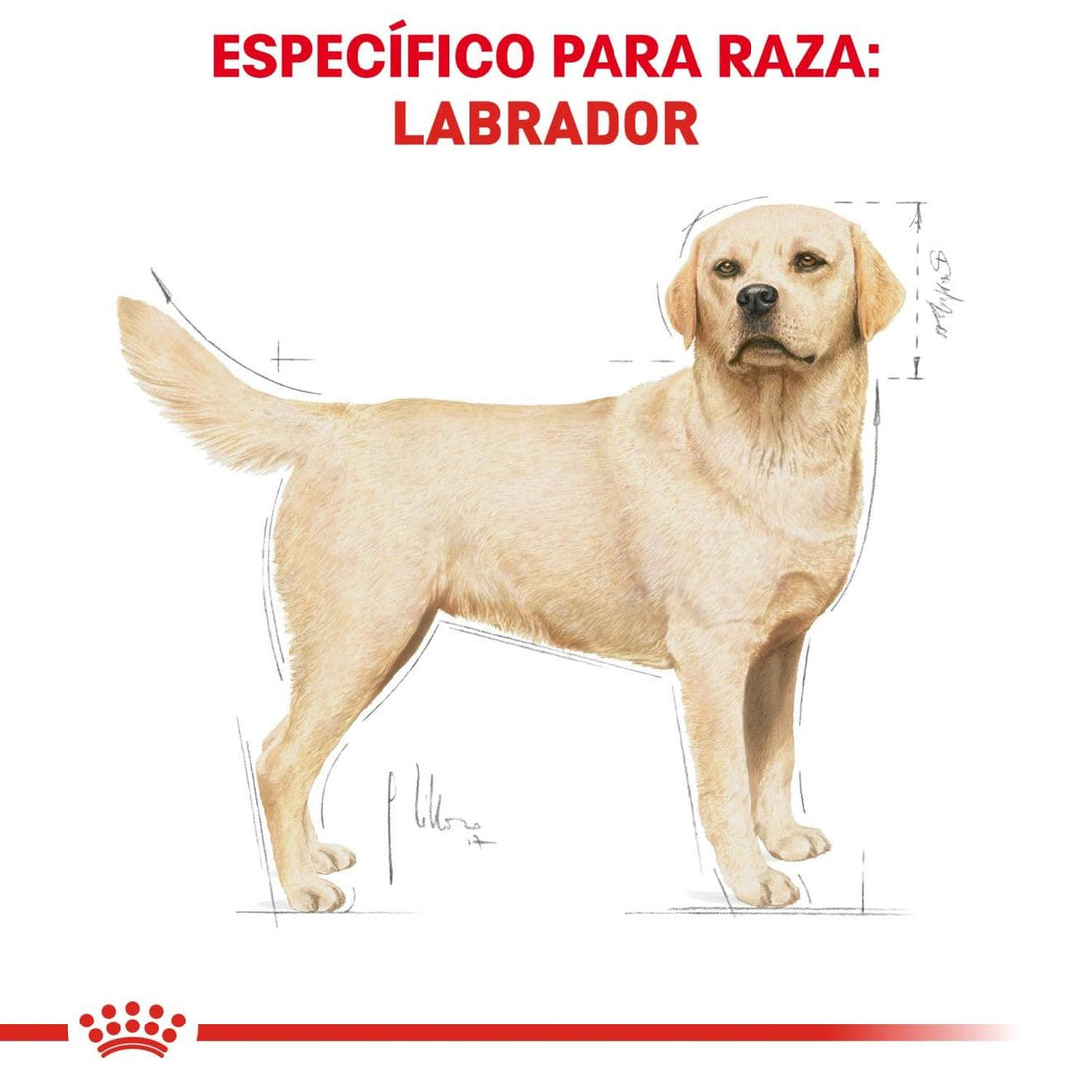 Royal Canin Breed alimento perro Labrador Retriever Adult 7.72kg | G.Valkyria - imagen 1