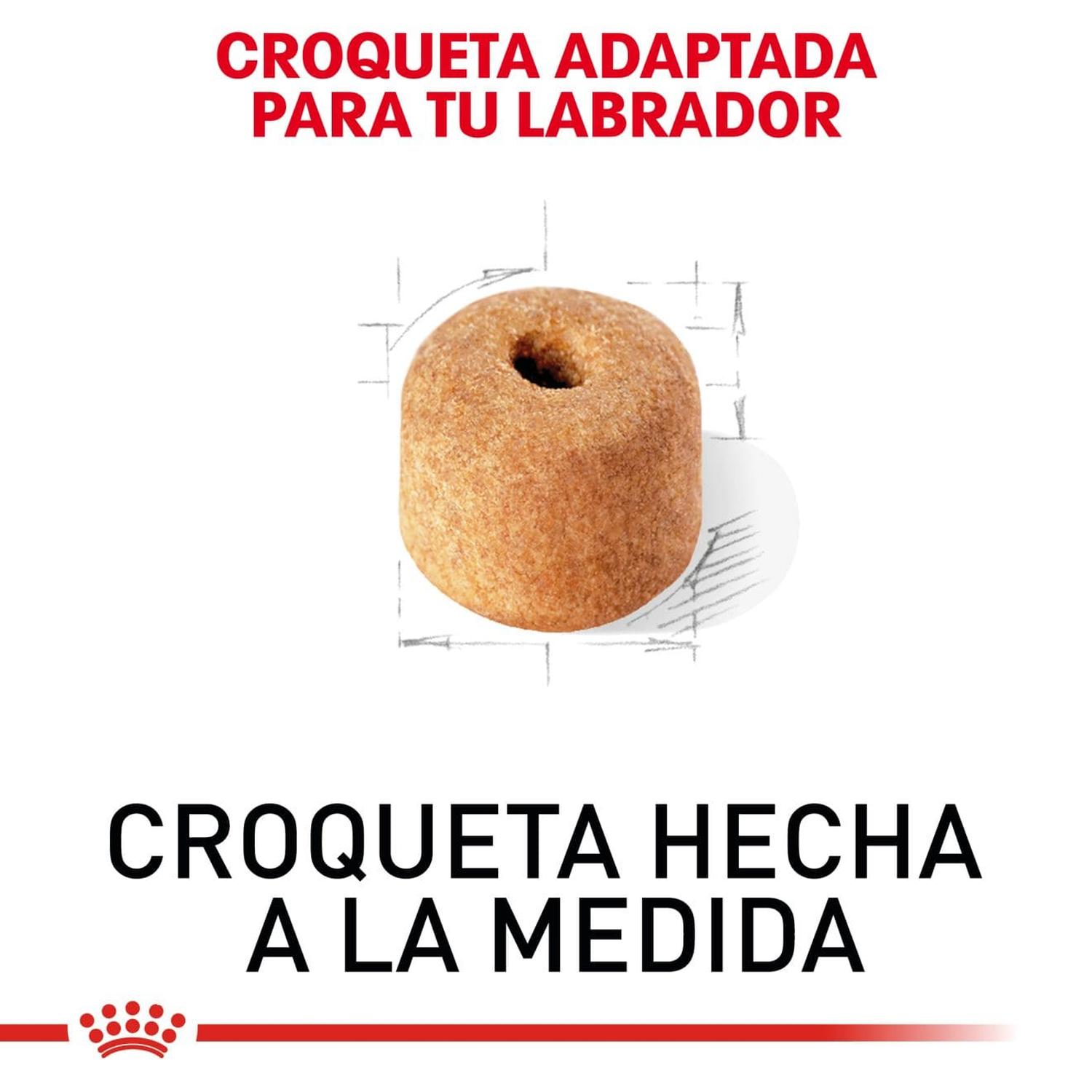 Royal Canin Breed alimento perro Labrador Retriever Adult 7.72kg | G.Valkyria - imagen 3