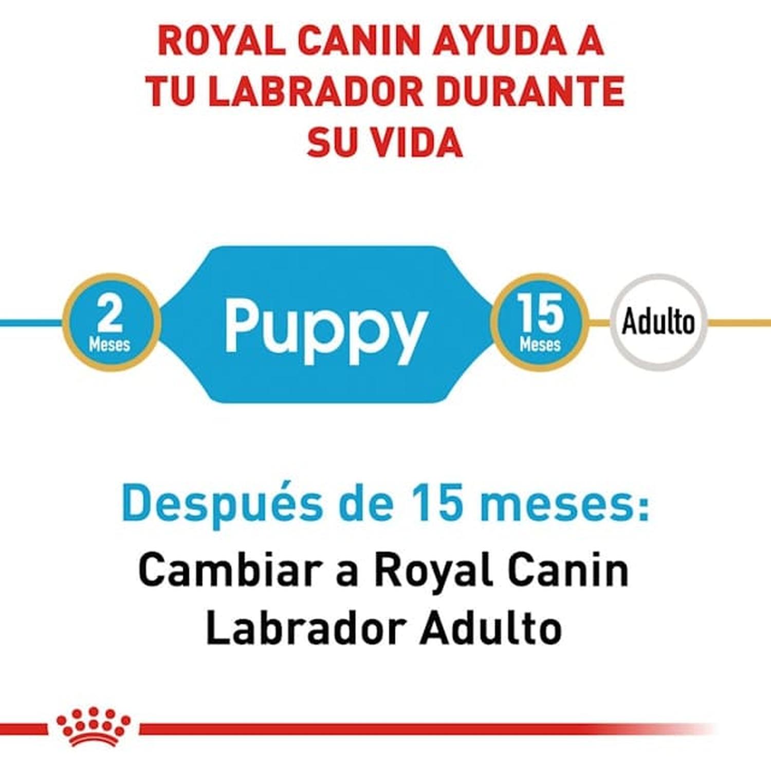 Royal Canin Breed alimento perro Labrador Retriever Puppy 13.61kg | G.Valkyria - imagen 2