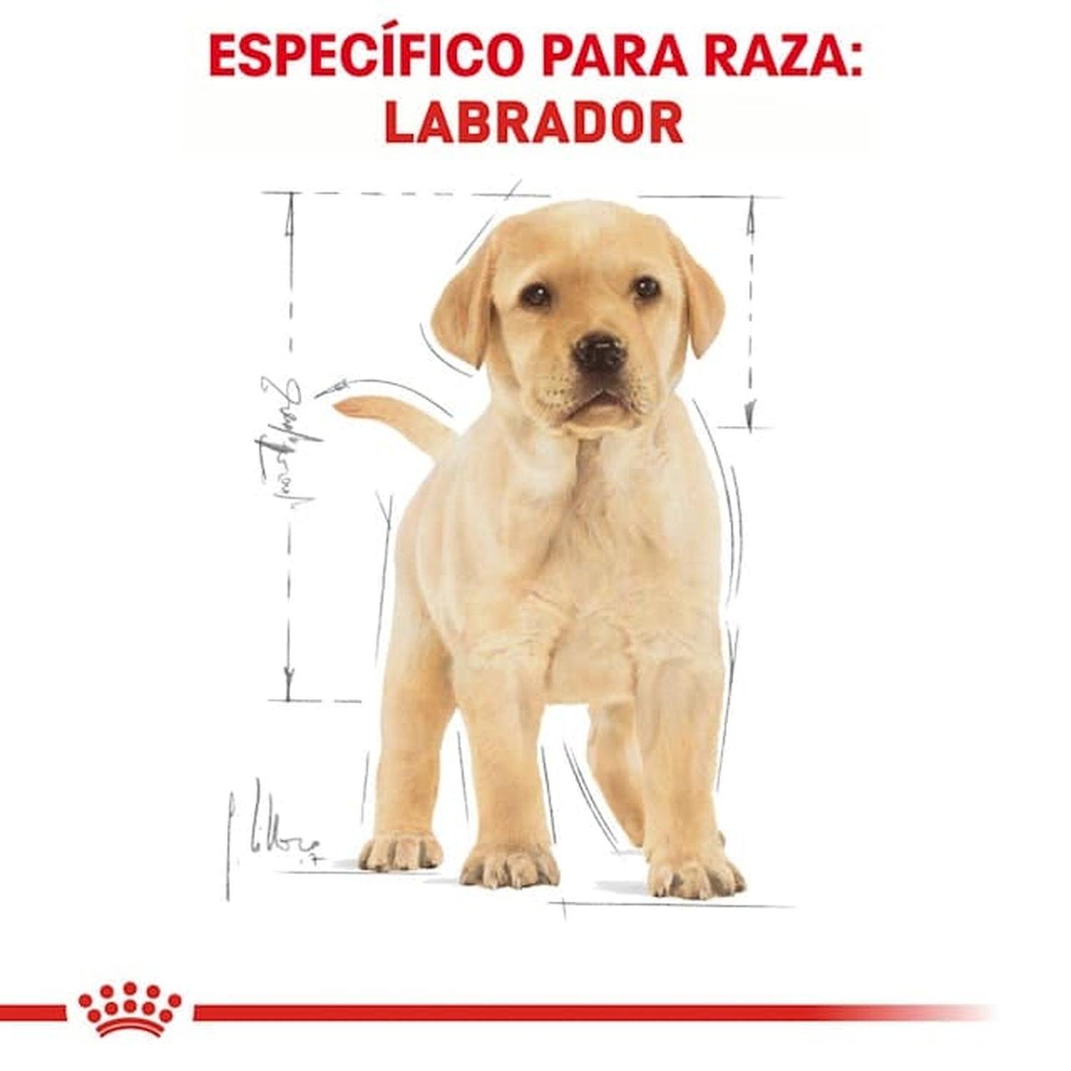 Royal Canin Breed alimento perro Labrador Retriever Puppy 13.61kg | G.Valkyria - imagen 5