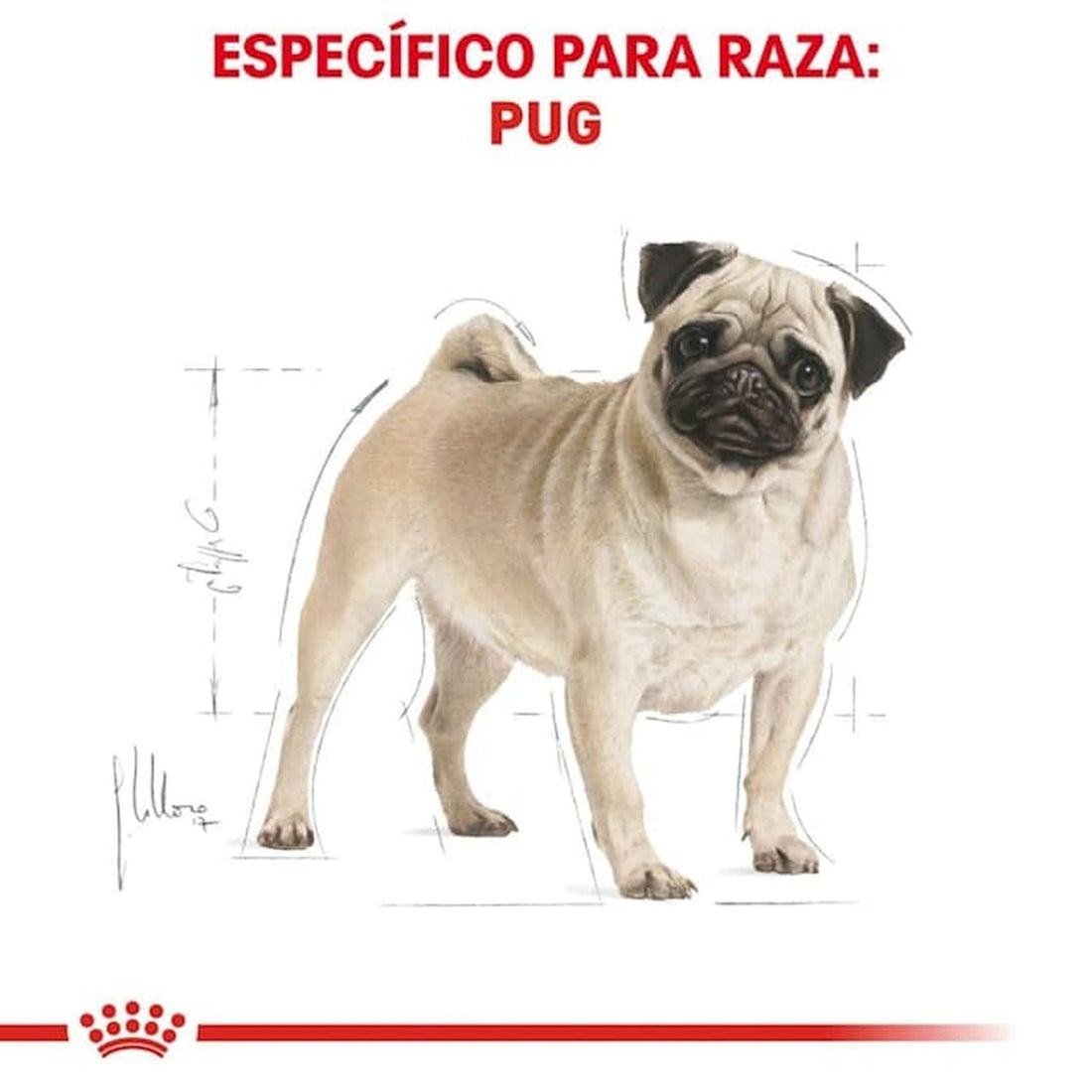 Royal Canin Breed alimento perro Pug Adult 4.5kg | G.Valkyria - imagen 1