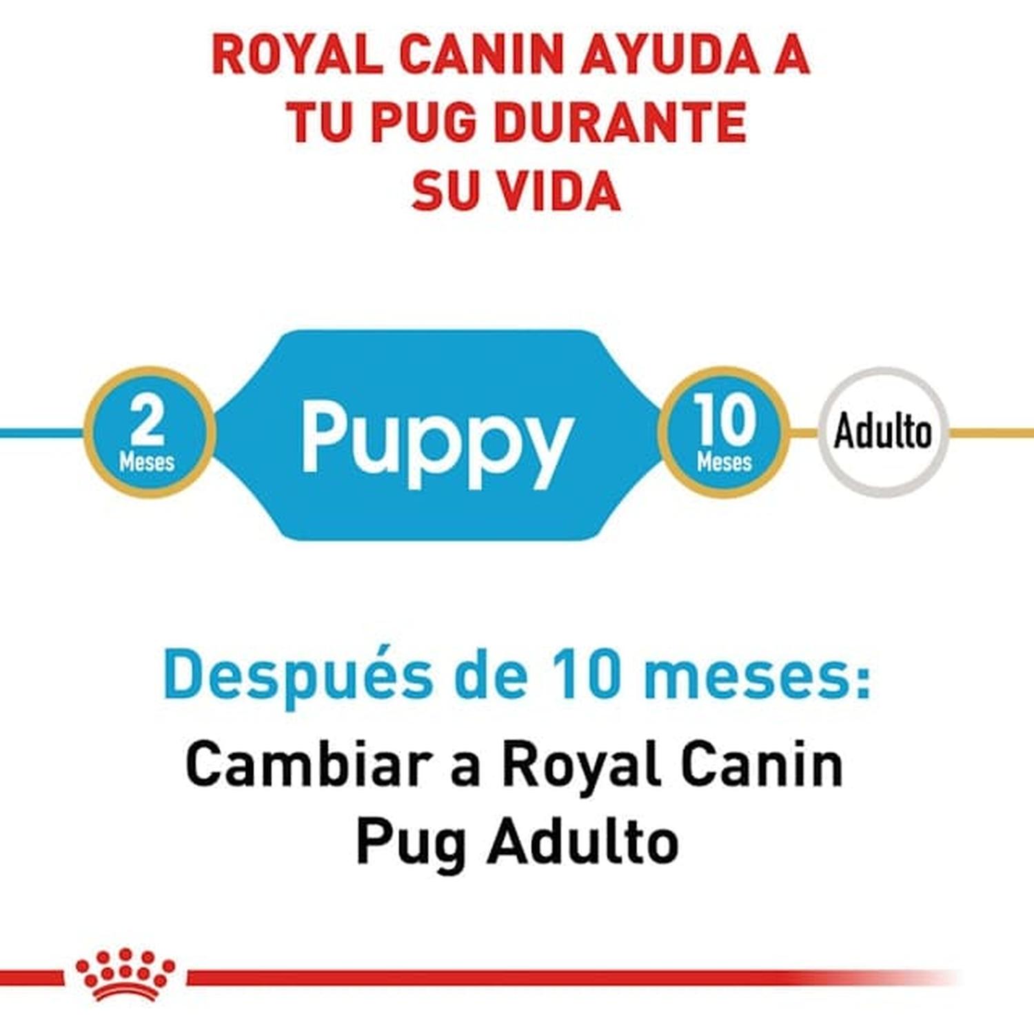 Royal Canin Breed alimento perro Pug Puppy 1.1kg | G.Valkyria - imagen 2