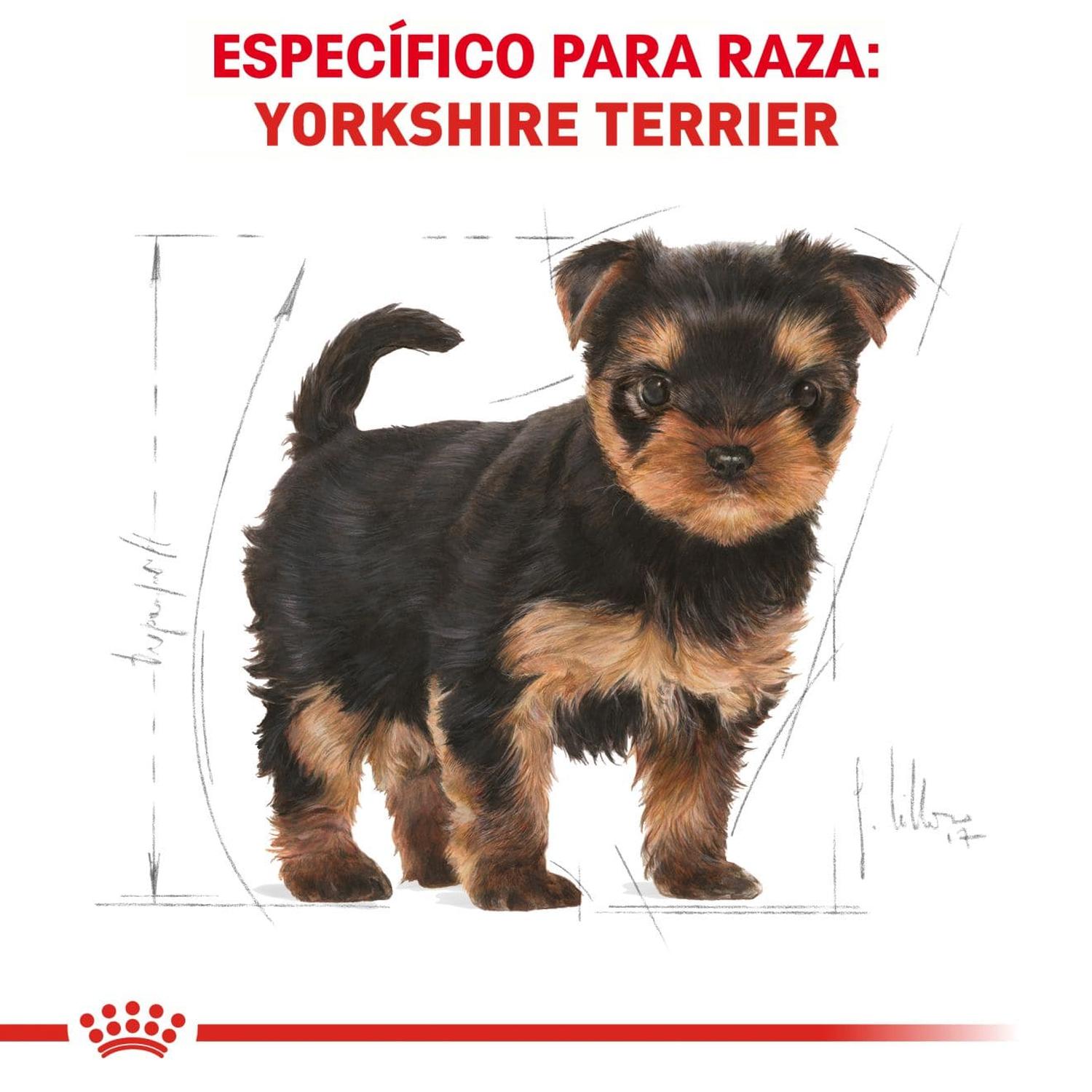 Royal Canin Breed alimento perro Yorkshire Puppy 1kg | G.Valkyria - imagen 5