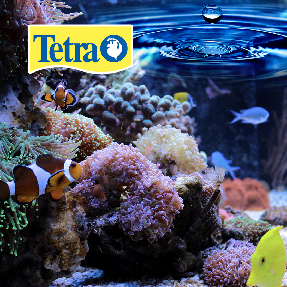 Acondicionador beta Tetra bettasafe 50ml quita cloro y metal | G.Valkyria - imagen 1