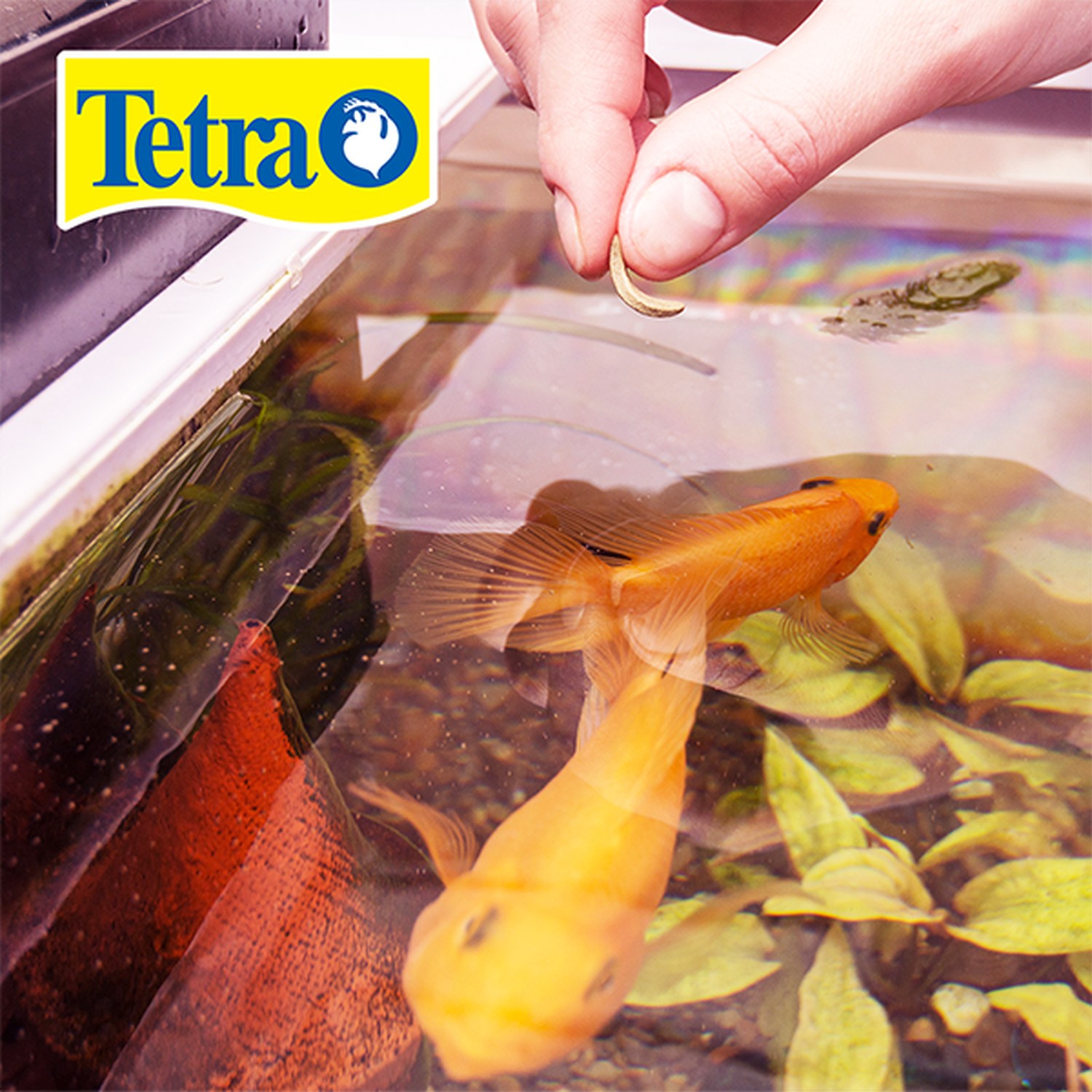 Tetra alimento carpas estanque Tetra Pond Koi Vibrance 2.3kg | G.Valkyria - imagen 3