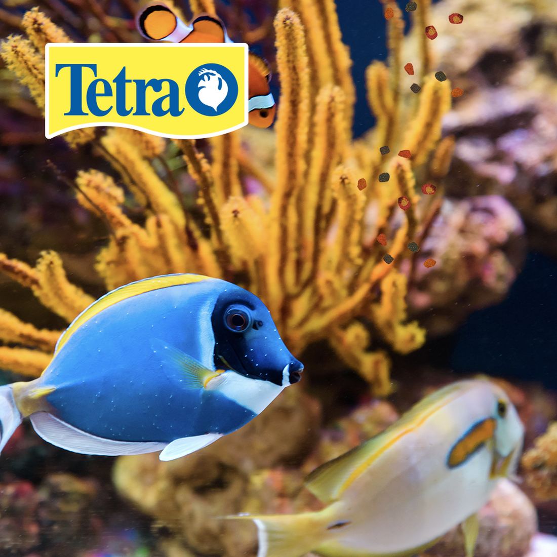 Alimento peces neon TETRA Tetramin tropical flakes 12 grs | G.Valkyria - imagen 1