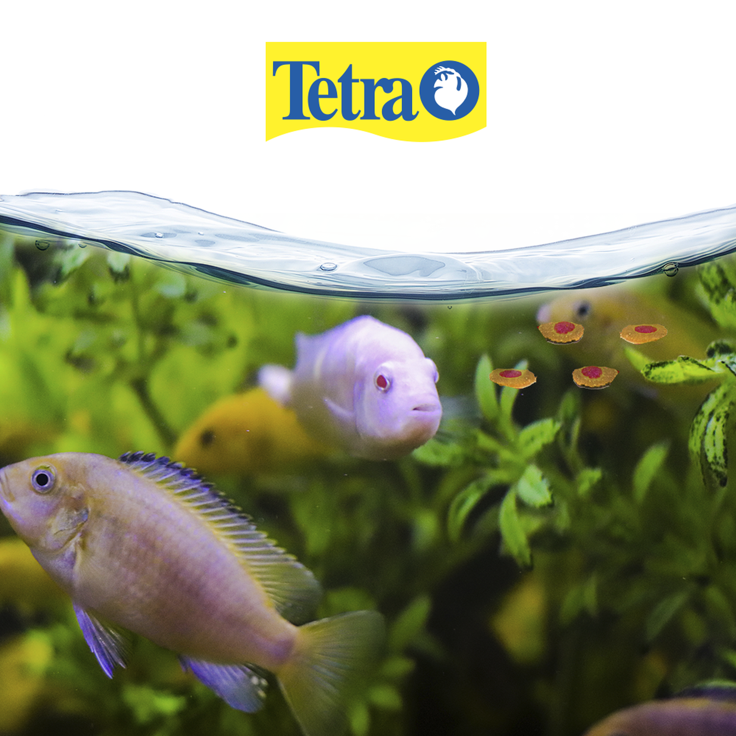 Alimento peces Tetrapro Tropical Crisp 67g angel gourami tropical | G.Valkyria - imagen 2