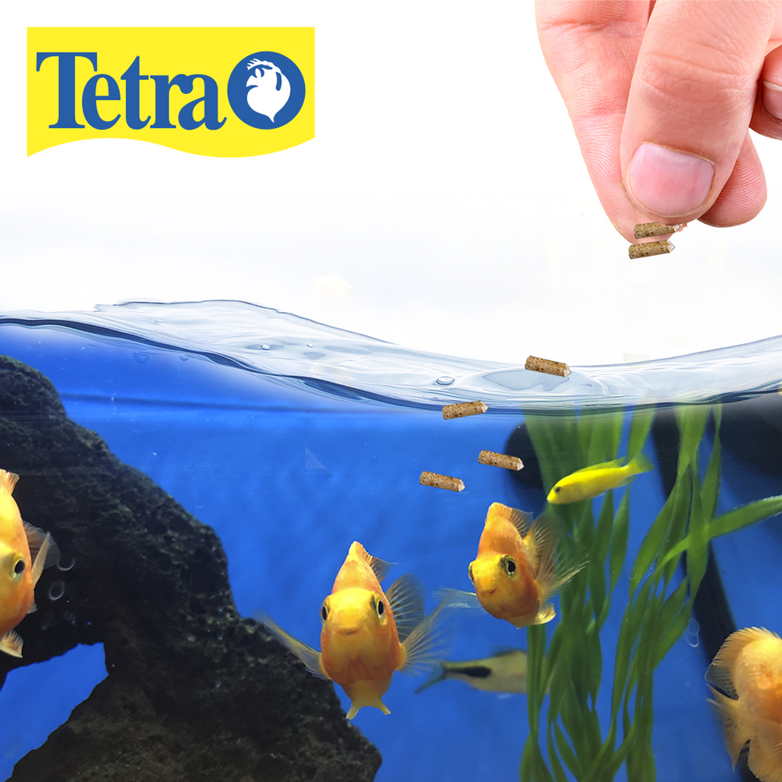 Alimento Tetra peces ciclidos 320g palitos flotantes kenji | G.Valkyria - imagen 1