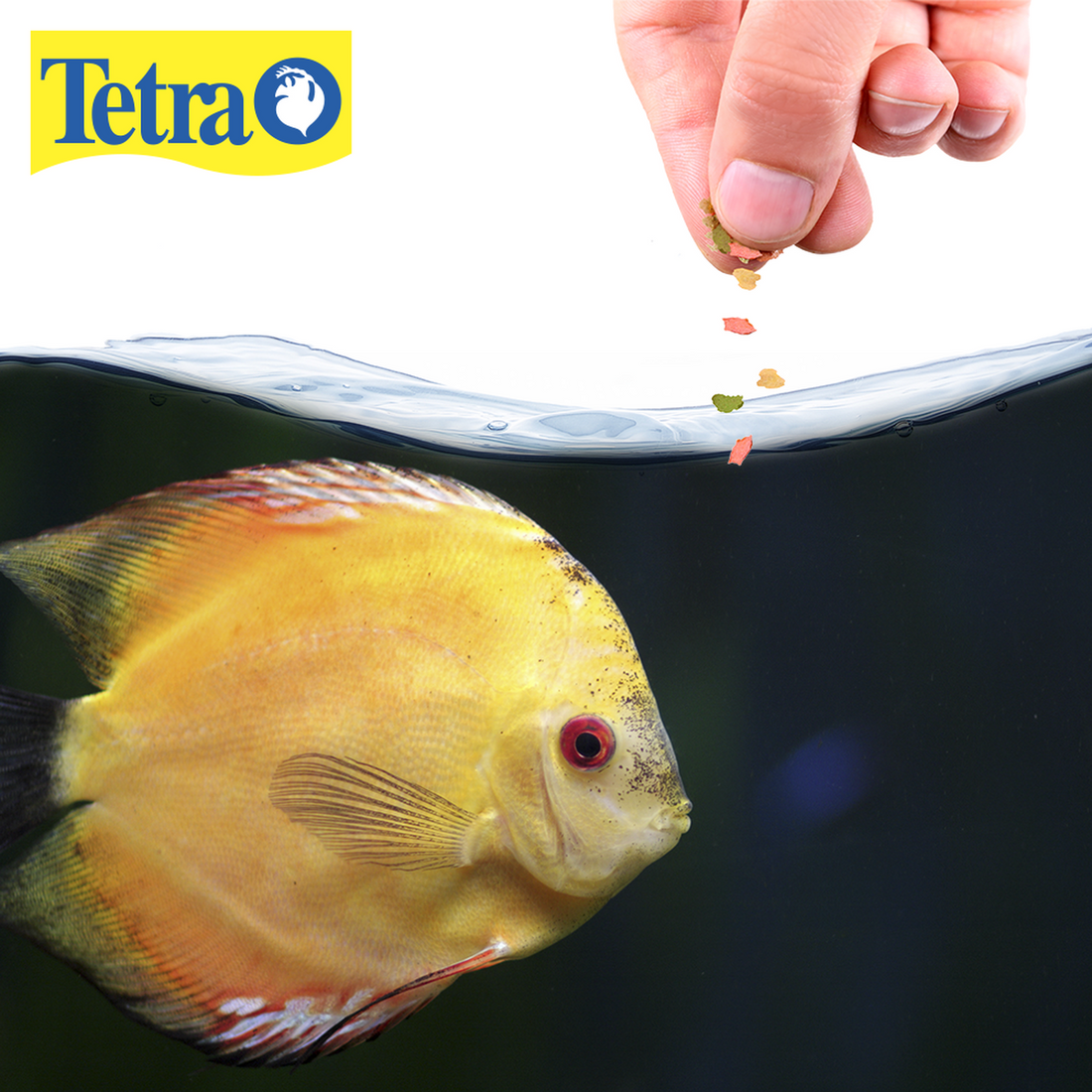 Alimento Tetracolor Tropical Flakes 62G neon gurami guppy | G.Valkyria - imagen 1