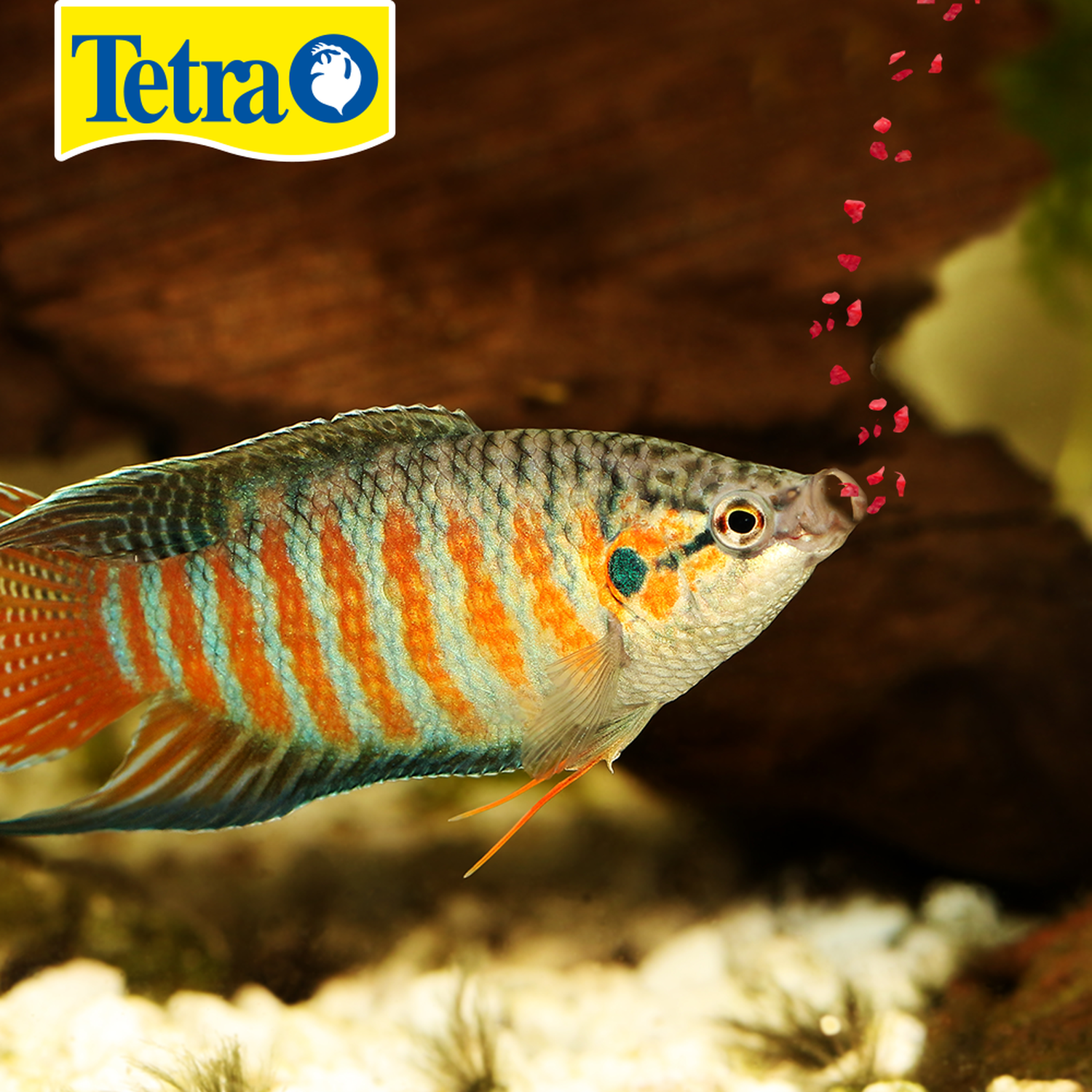 Alimento Tetracolor Tropical granules 300g Discos ramirezzi | G.Valkyria - imagen 3
