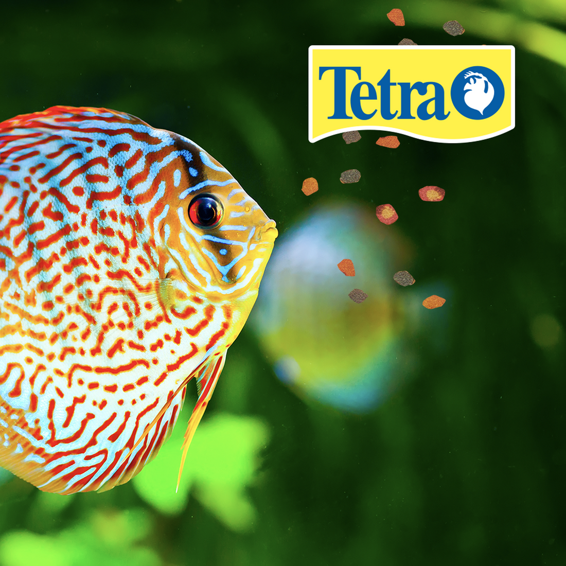 Alimento TetraPro Color Tropical Crisp bolita 210g pez disco | G.Valkyria - imagen 1