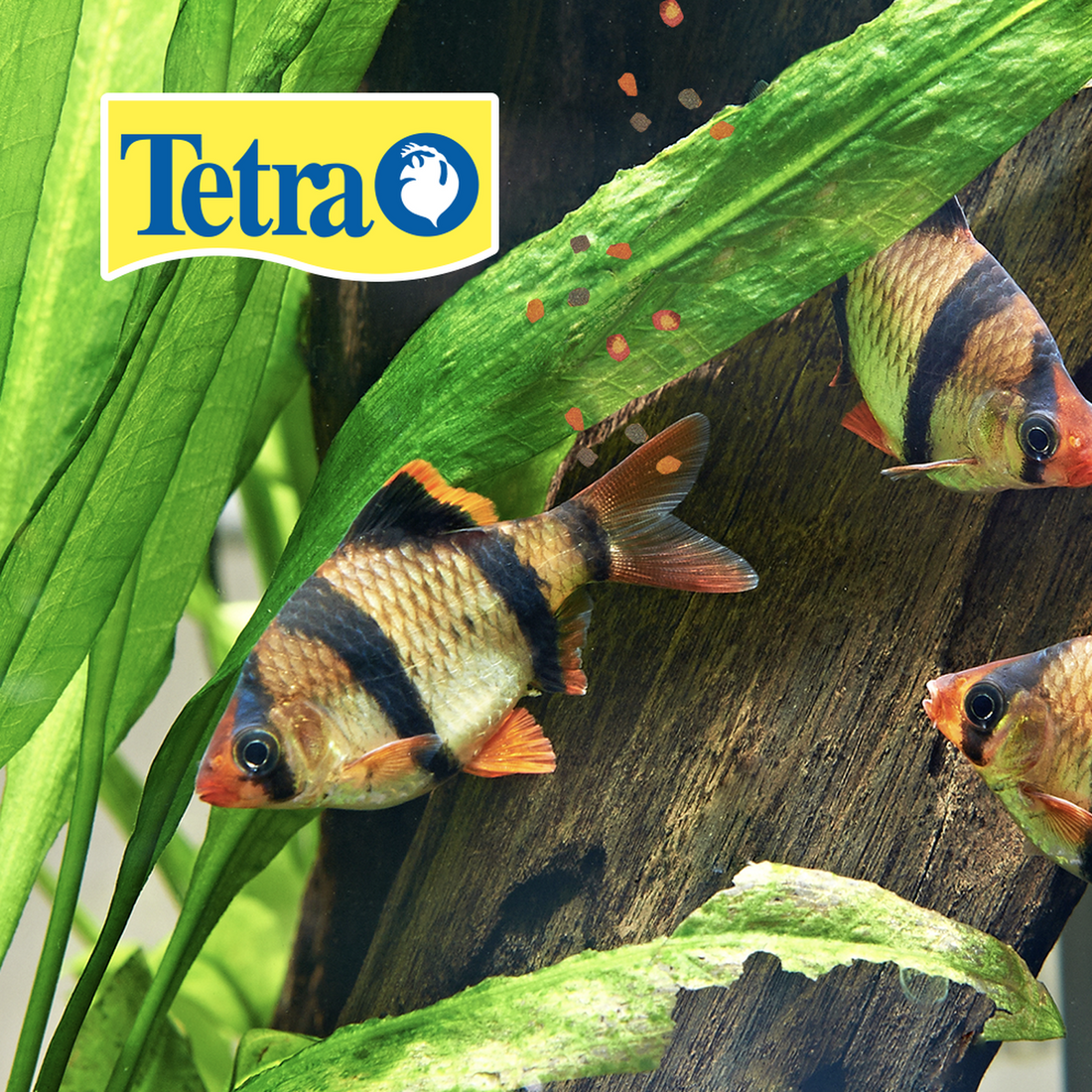 Alimento TetraPro peces Japoneses y bettas Crisp bolitas 86g | G.Valkyria - imagen 1