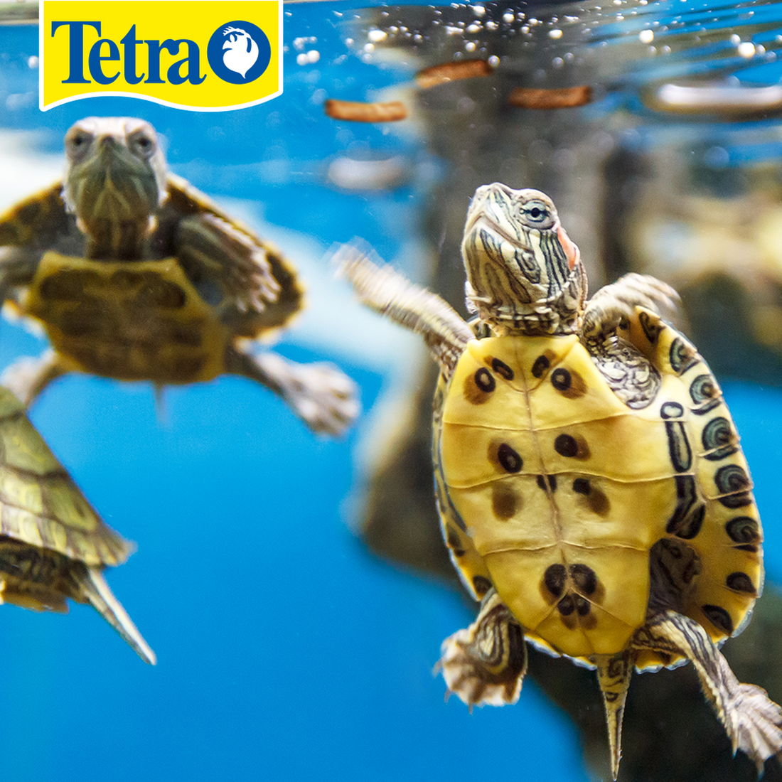 Alimento tortuga Tetra Reptomin Floating Sticks 300G calcio | G.Valkyria - imagen 1