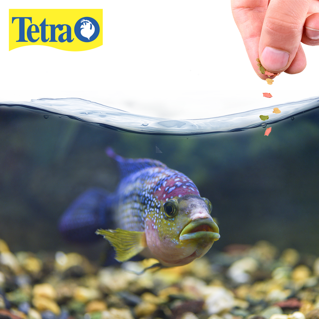 Tetra tetramin select-a-food 68g hojuela pellet y camarón | G.Valkyria - imagen 1